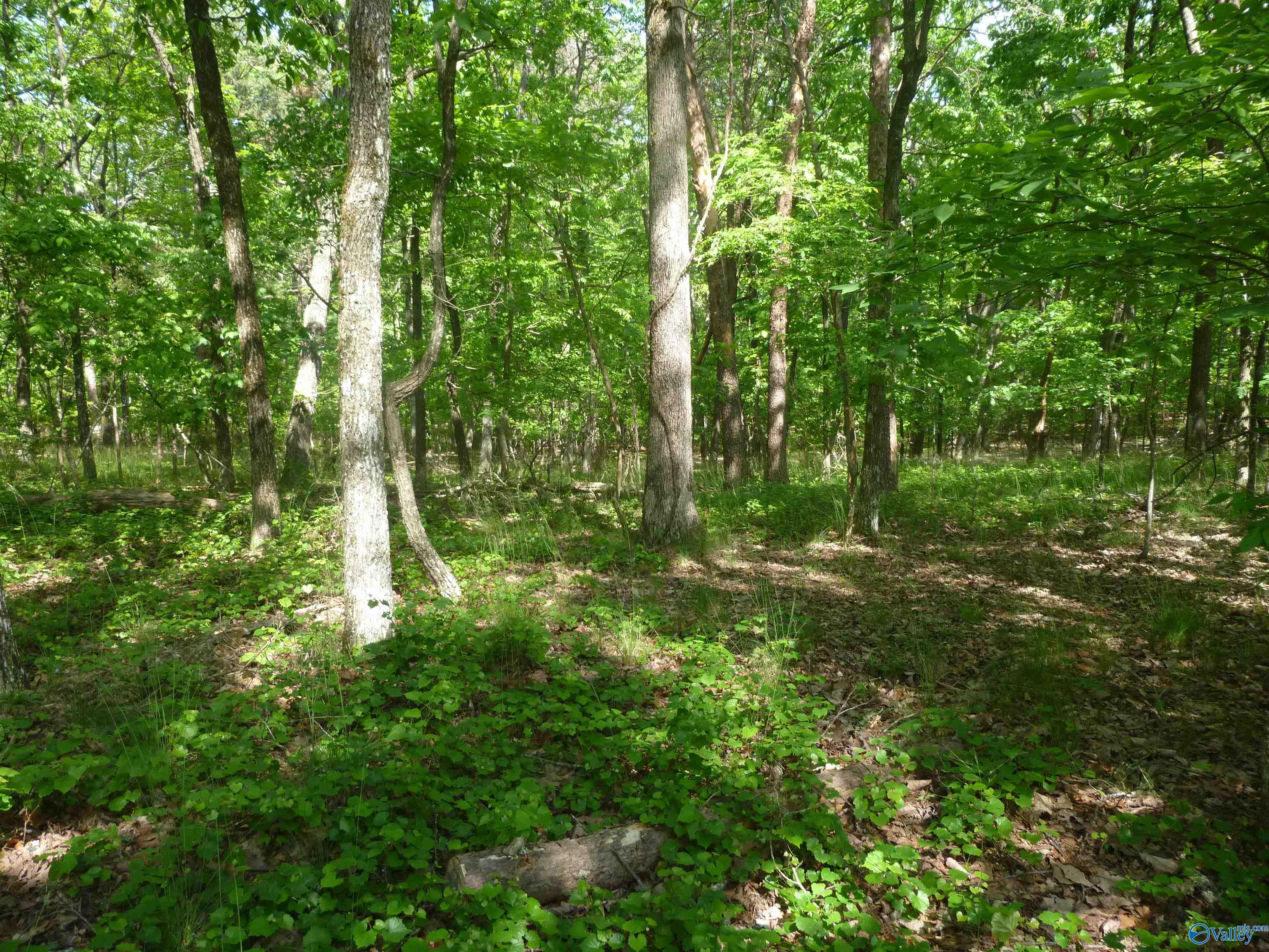 3735 (lot 11) County Road 166 (citadel Rock Road), Fort Payne, Alabama image 6