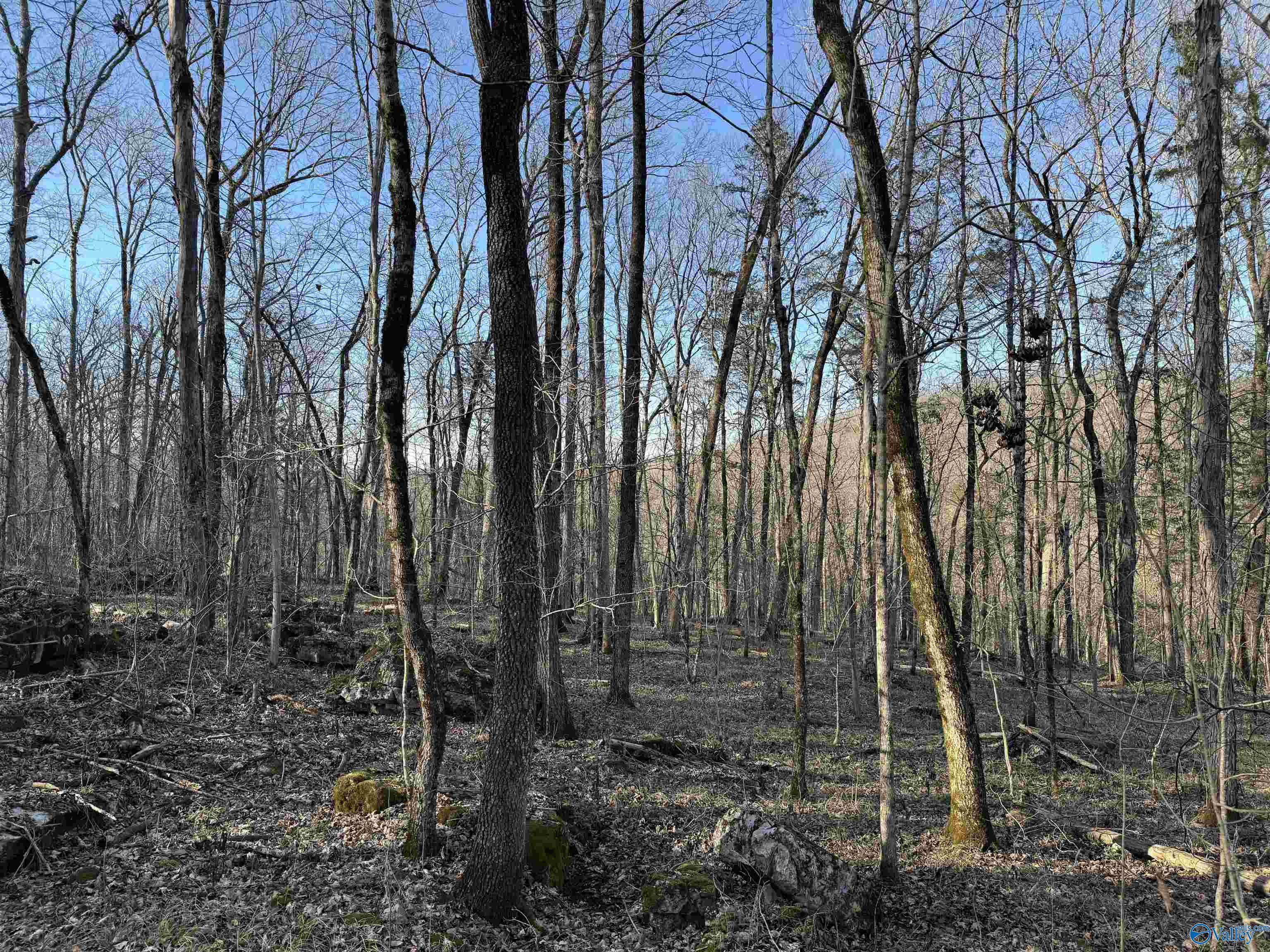 15.66 Acres Cathedral Caverns Hwy, Grant, Alabama image 15