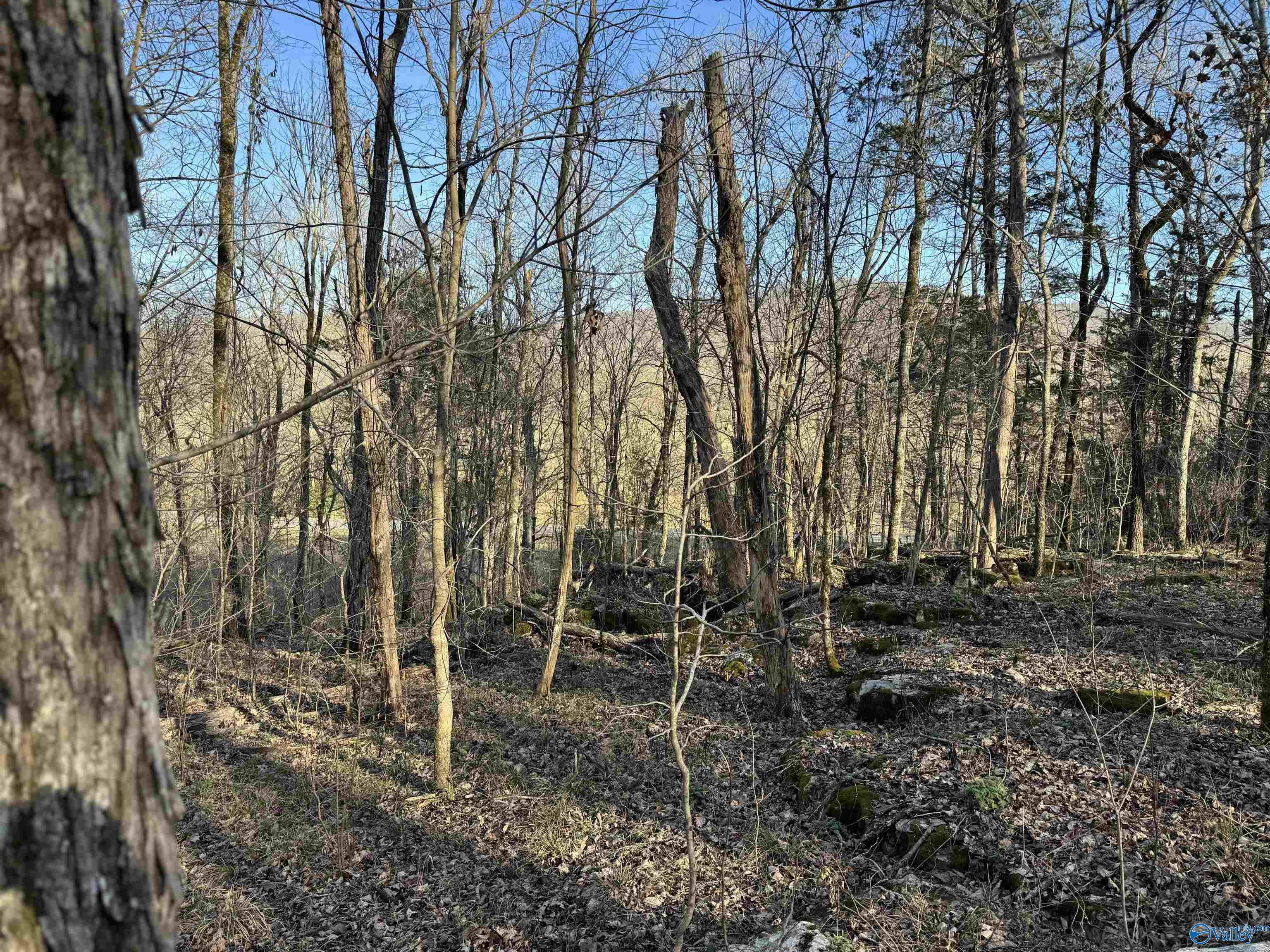 15.66 Acres Cathedral Caverns Hwy, Grant, Alabama image 11