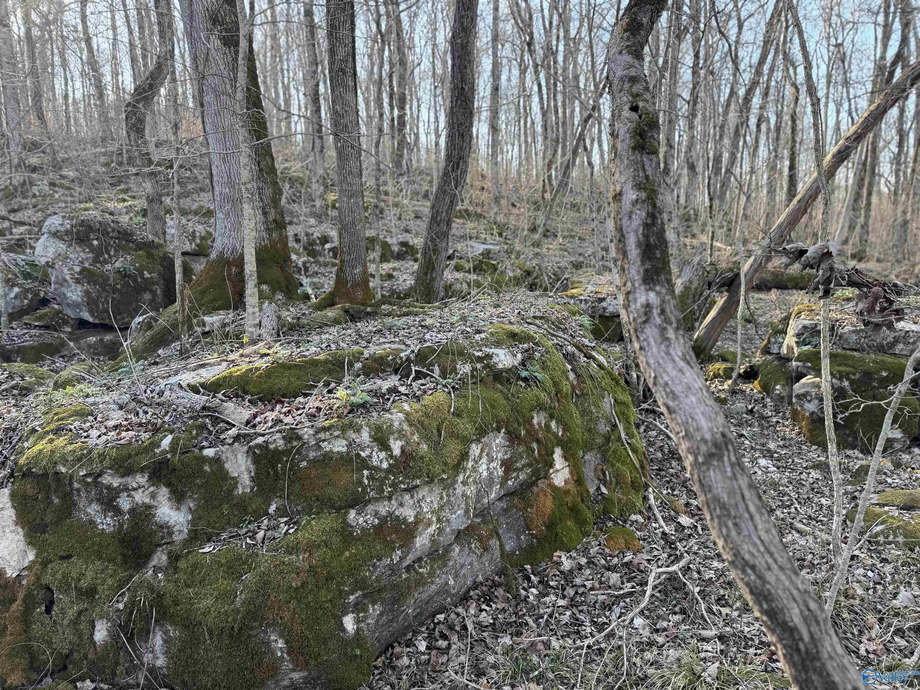 15.66 Acres Cathedral Caverns Hwy, Grant, Alabama image 14