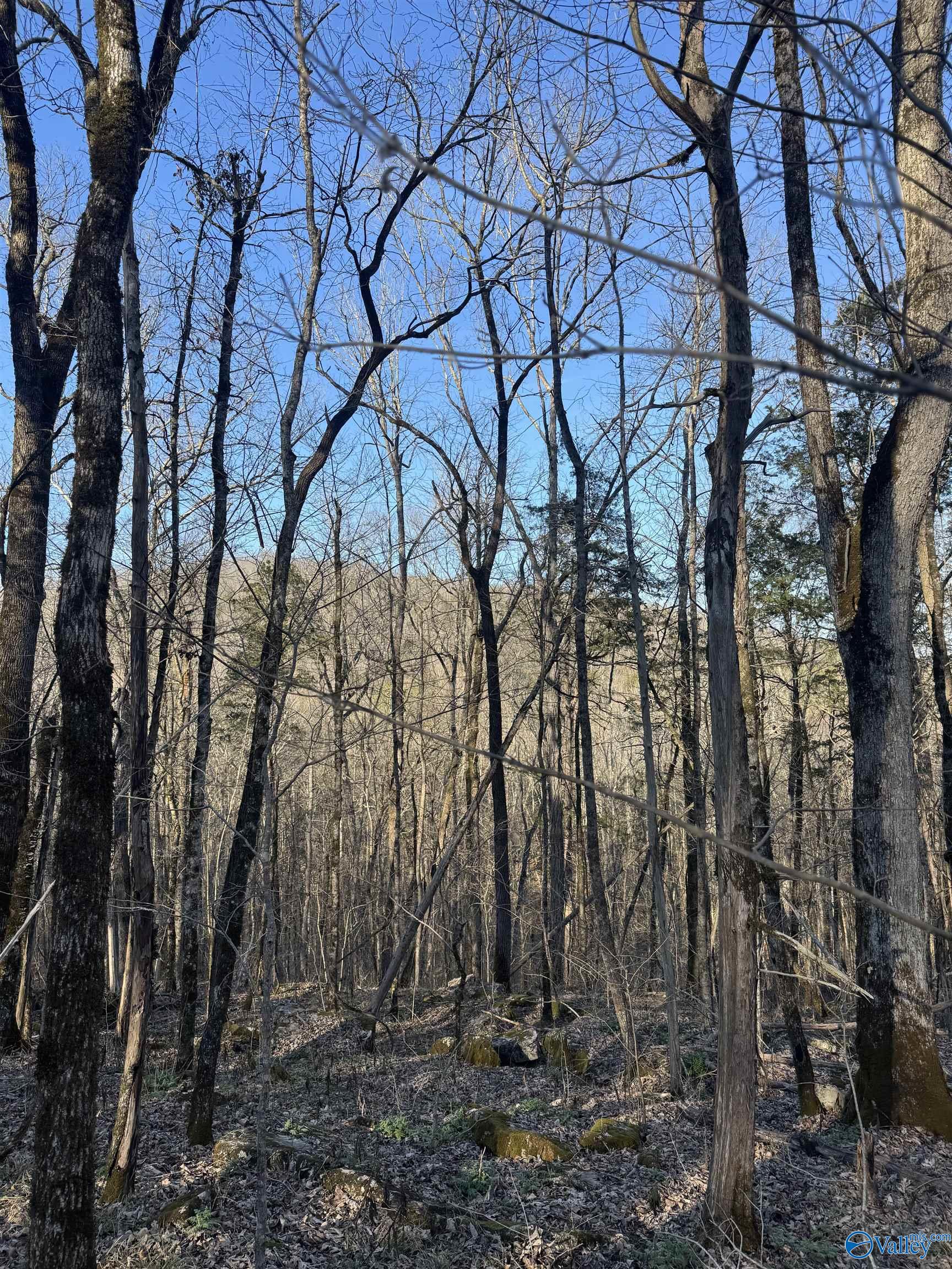 15.66 Acres Cathedral Caverns Hwy, Grant, Alabama image 20