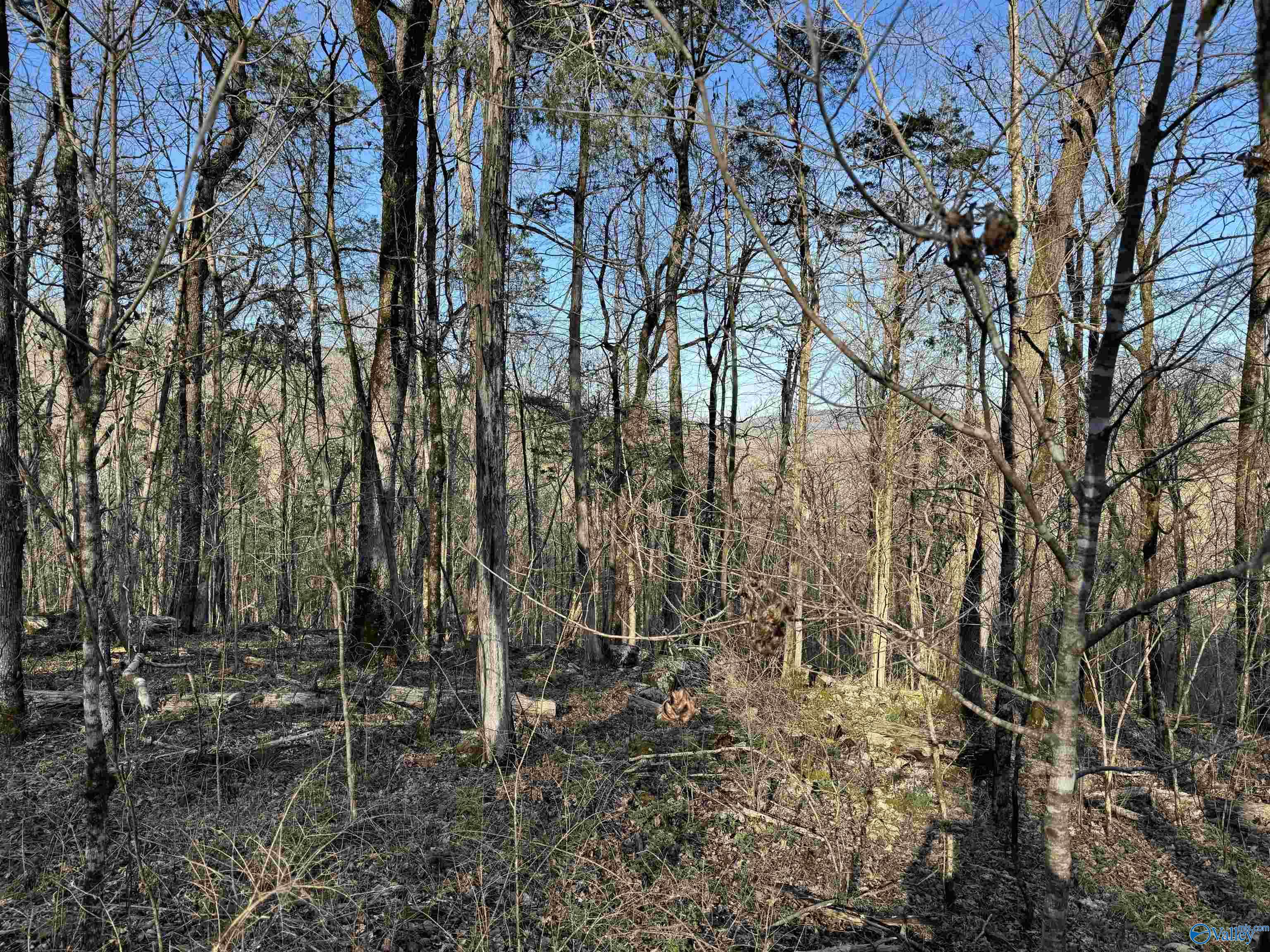 15.66 Acres Cathedral Caverns Hwy, Grant, Alabama image 10