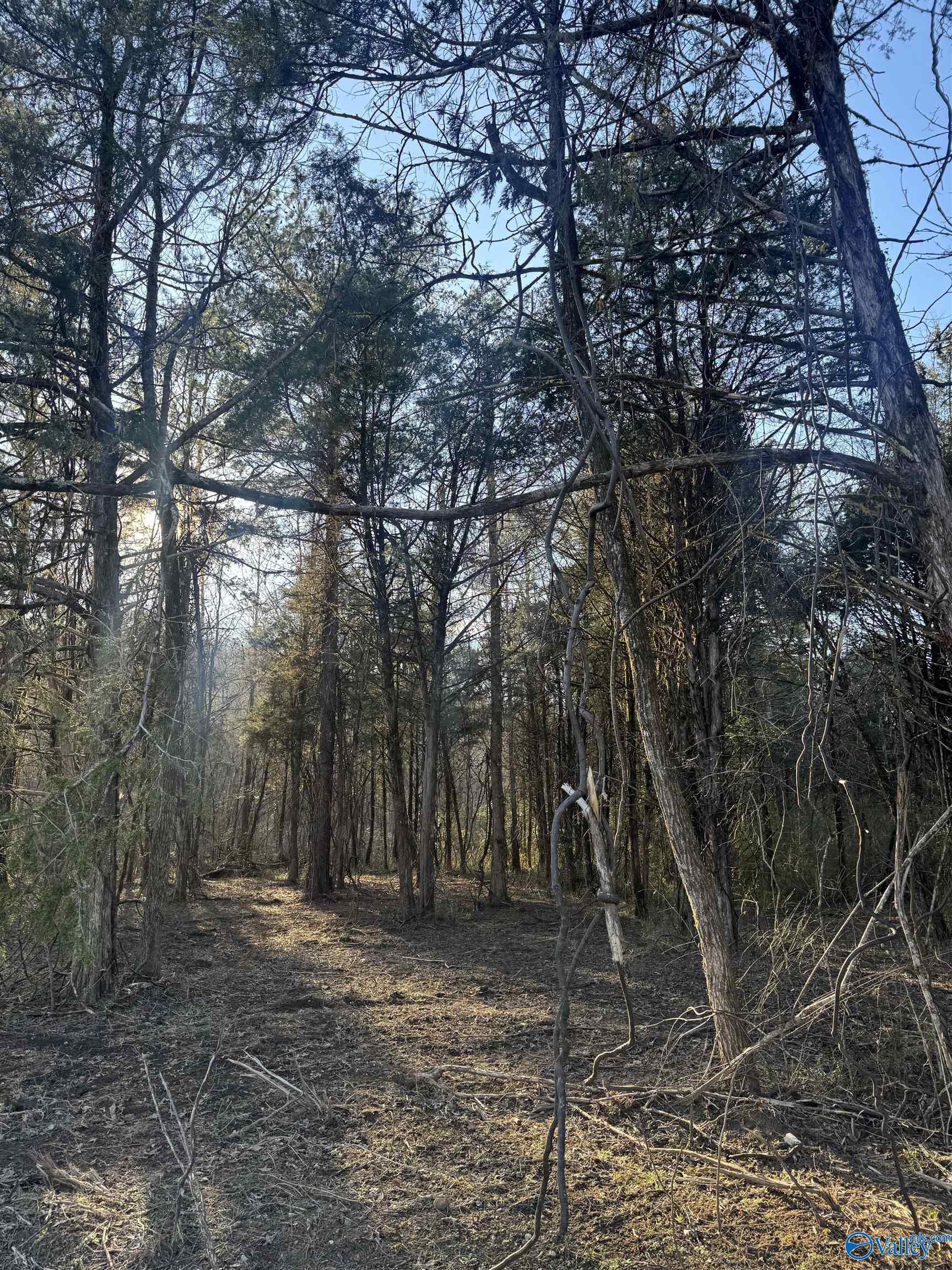 15.66 Acres Cathedral Caverns Hwy, Grant, Alabama image 23