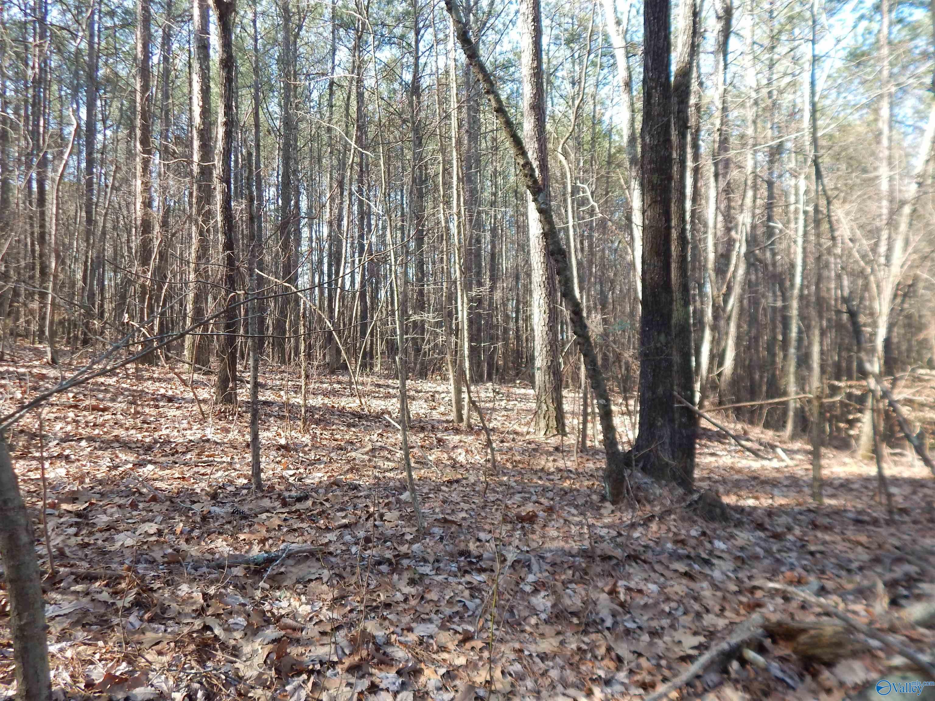 254 Acres Mountain View Drive, Attalla, Alabama image 35
