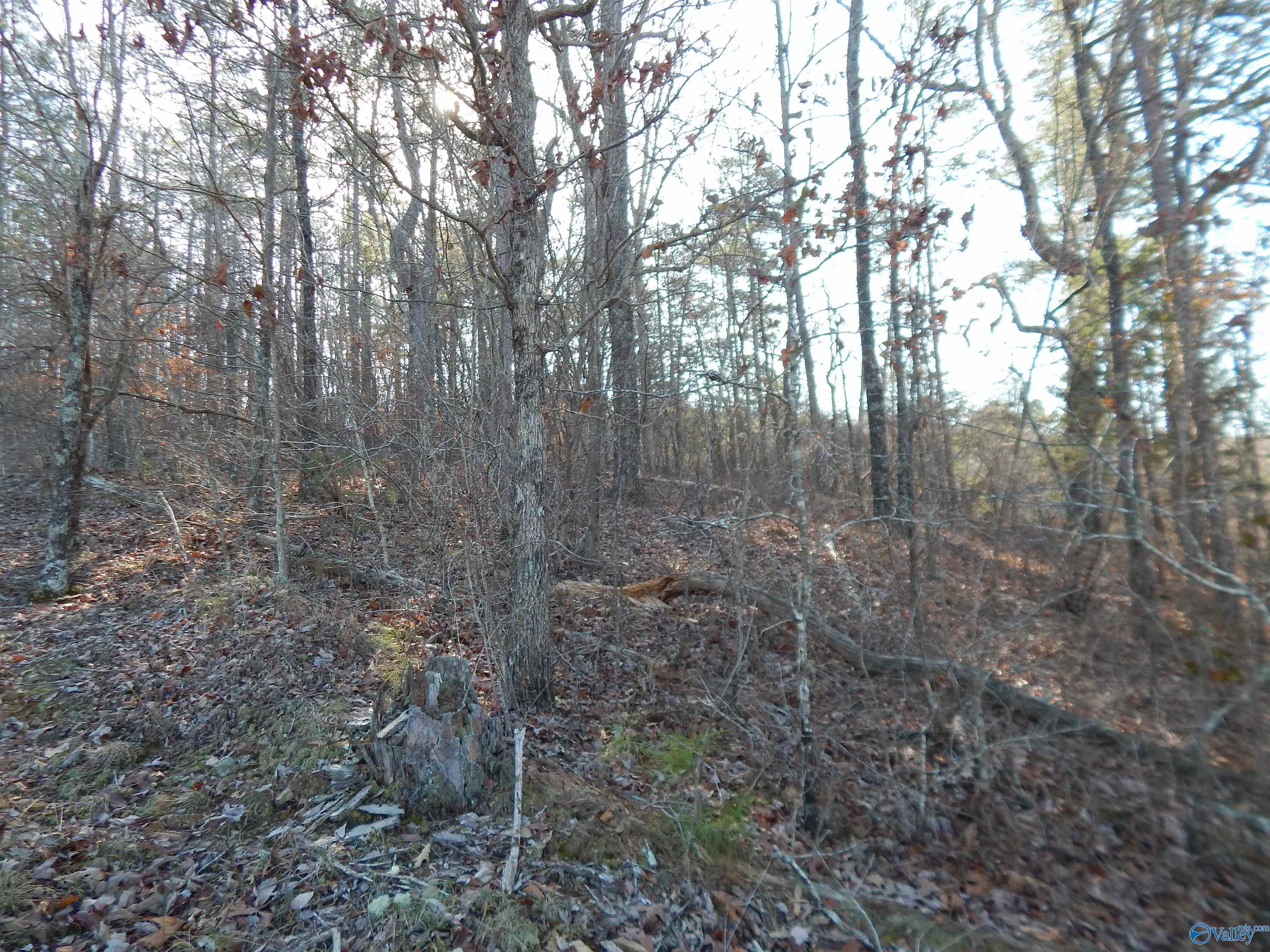 254 Acres Mountain View Drive, Attalla, Alabama image 30