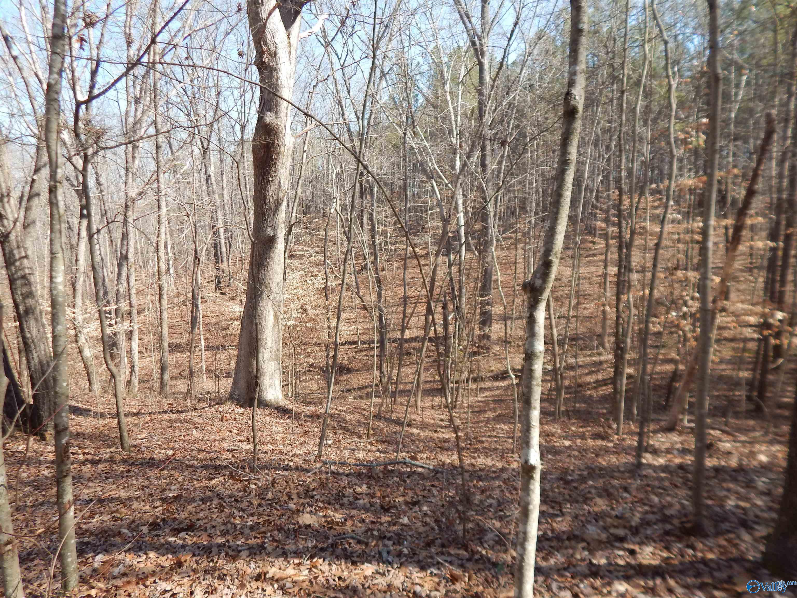 254 Acres Mountain View Drive, Attalla, Alabama image 50