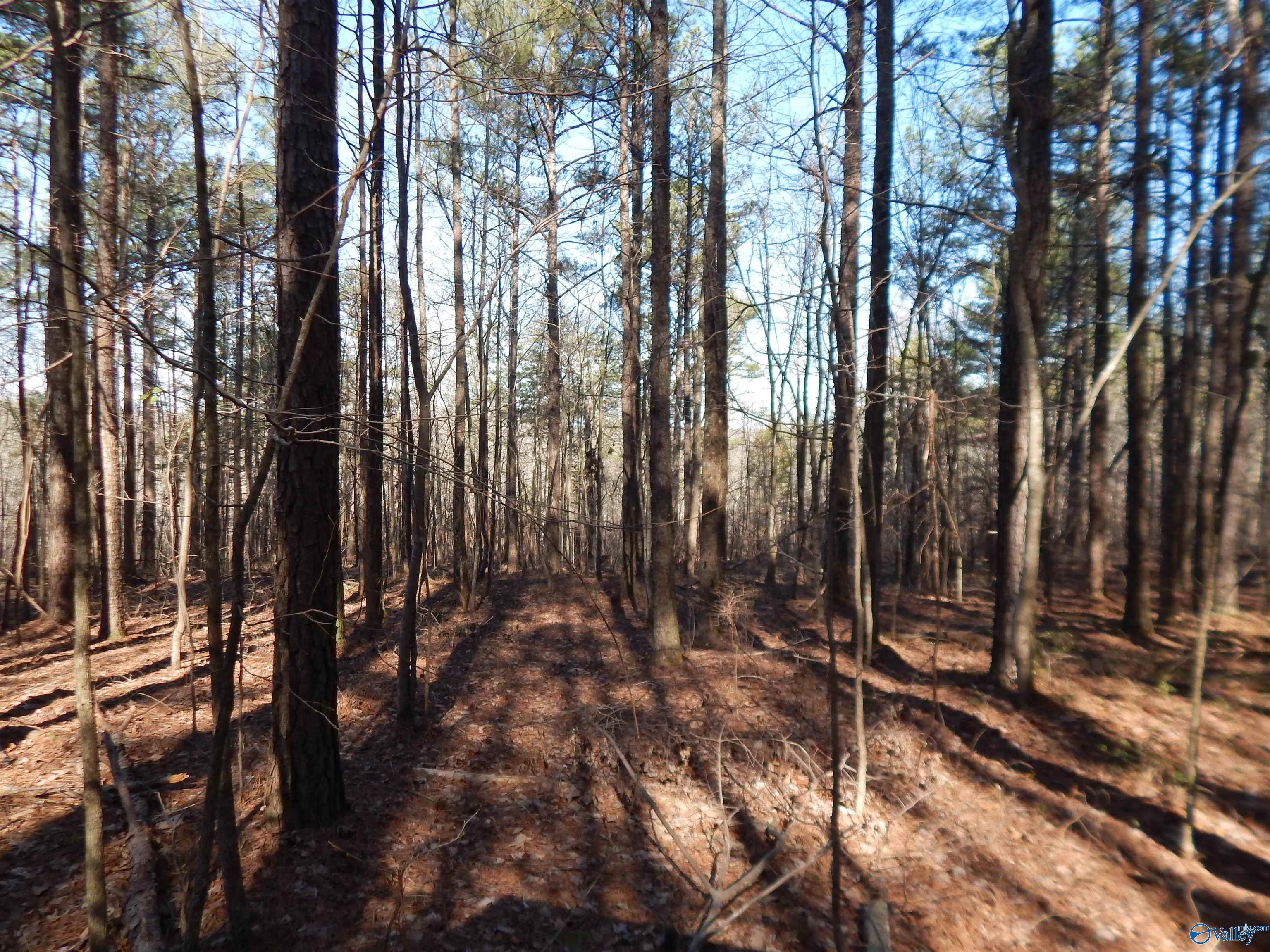 254 Acres Mountain View Drive, Attalla, Alabama image 39