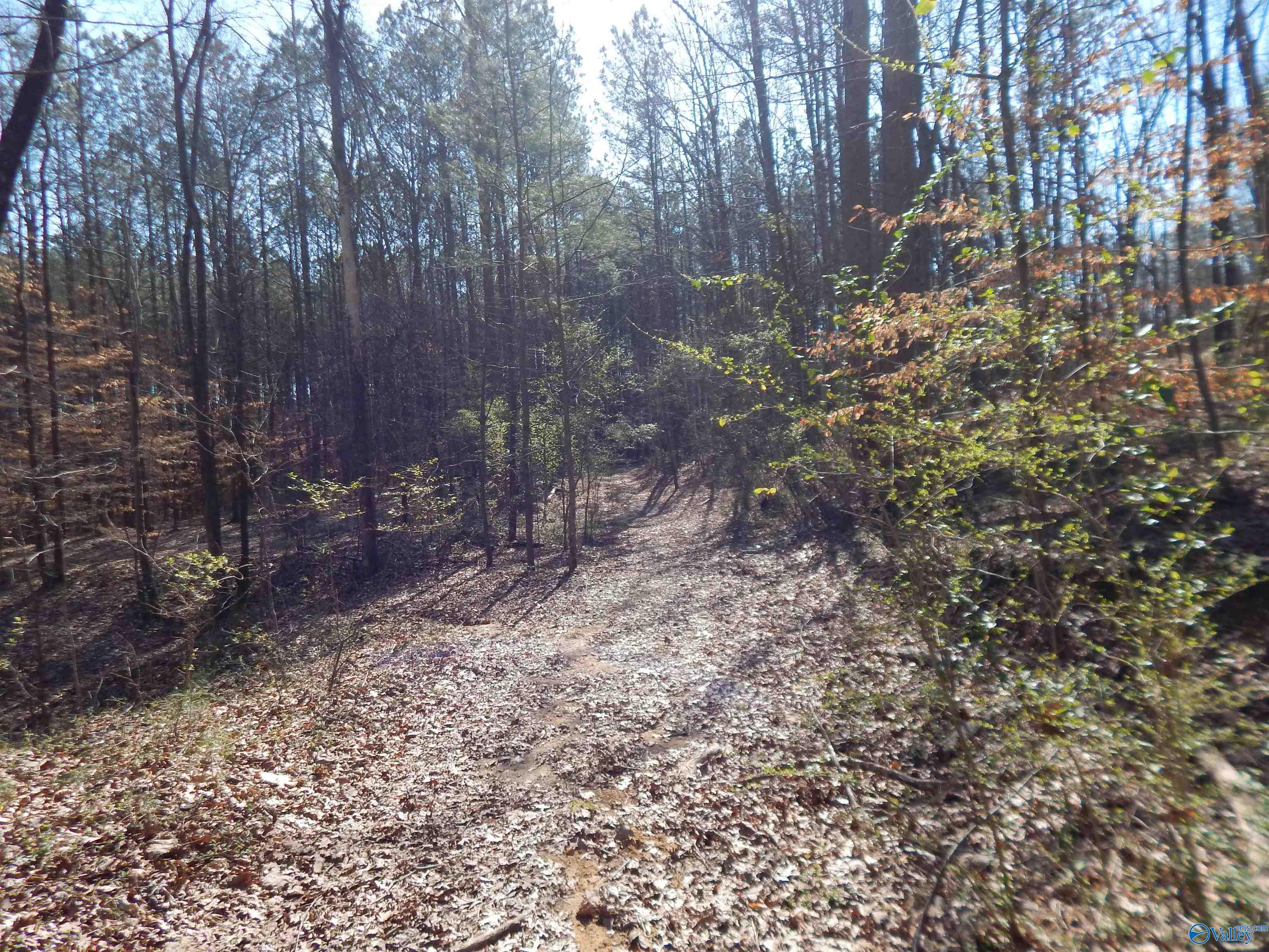254 Acres Mountain View Drive, Attalla, Alabama image 49
