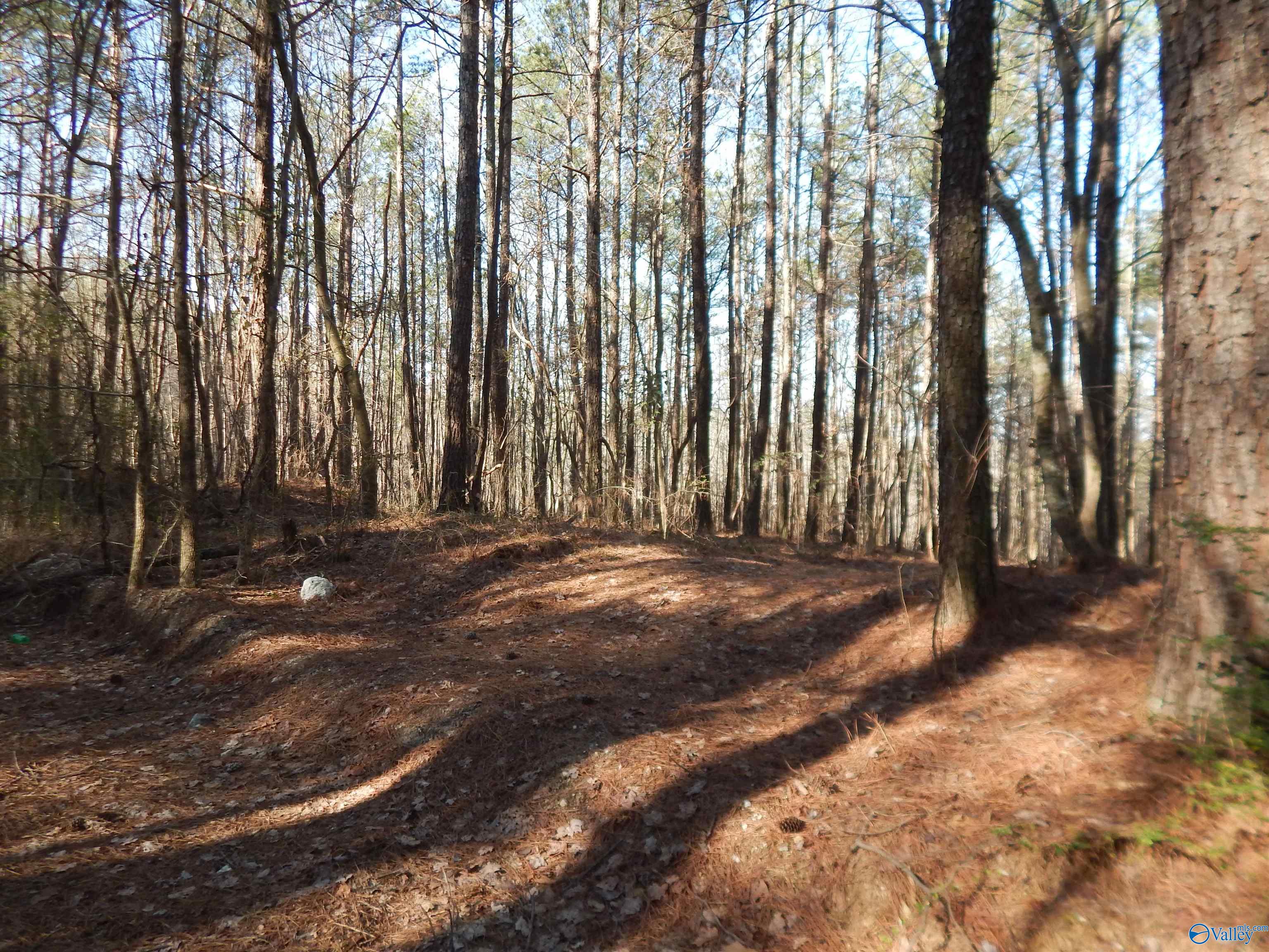 254 Acres Mountain View Drive, Attalla, Alabama image 38