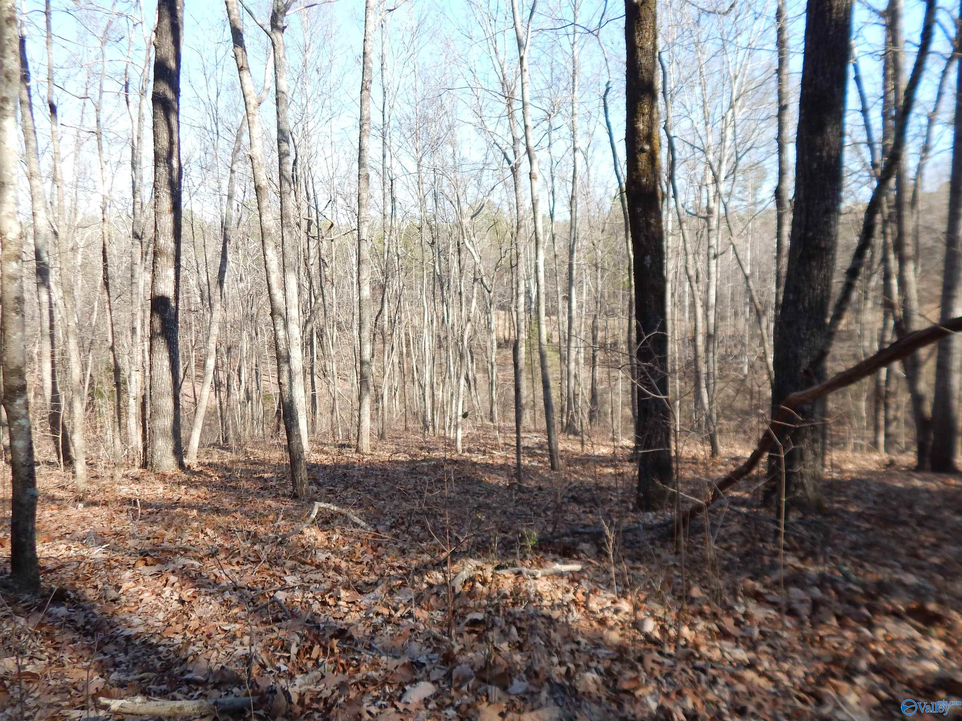 254 Acres Mountain View Drive, Attalla, Alabama image 33
