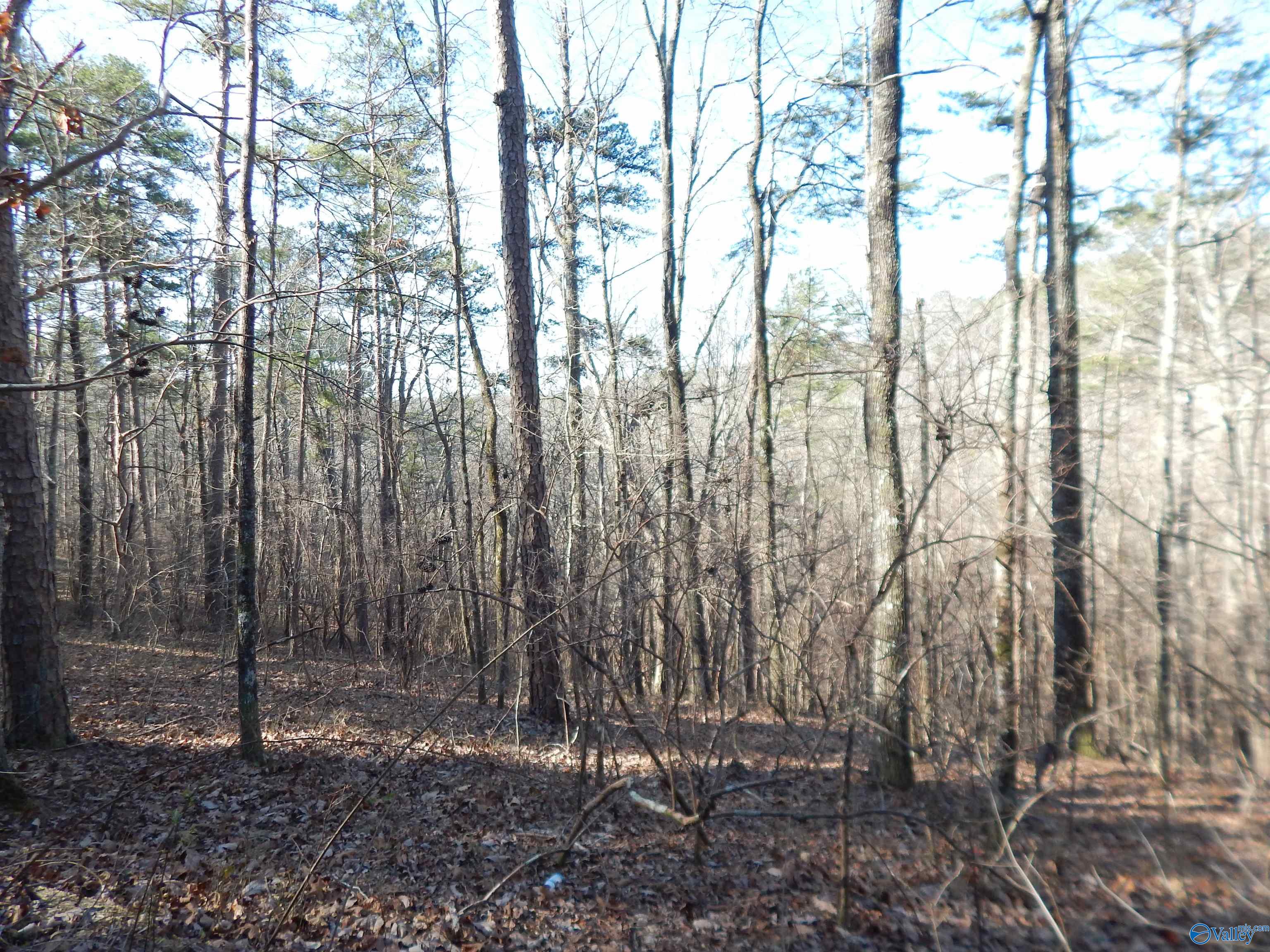 254 Acres Mountain View Drive, Attalla, Alabama image 34