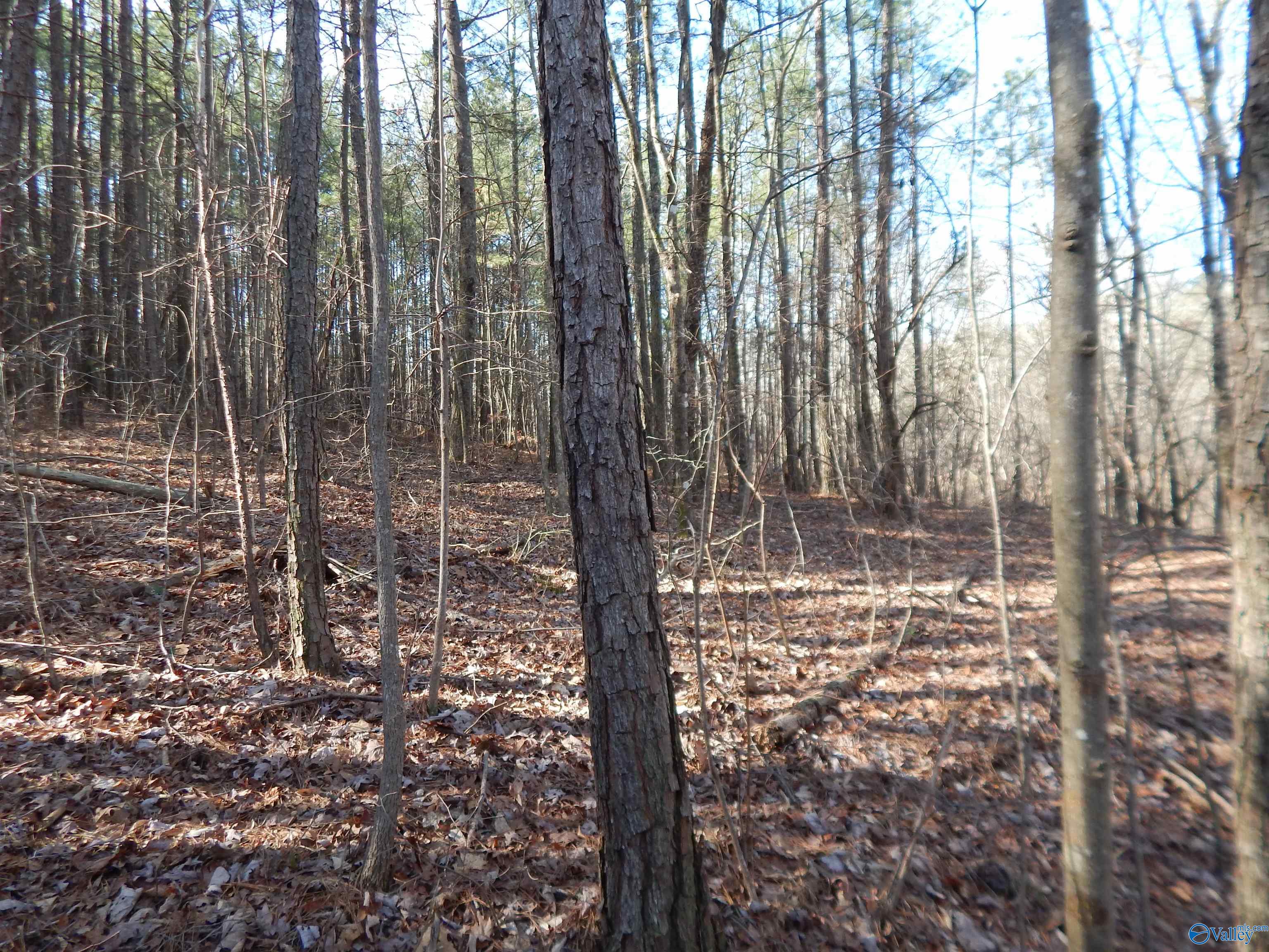 254 Acres Mountain View Drive, Attalla, Alabama image 43