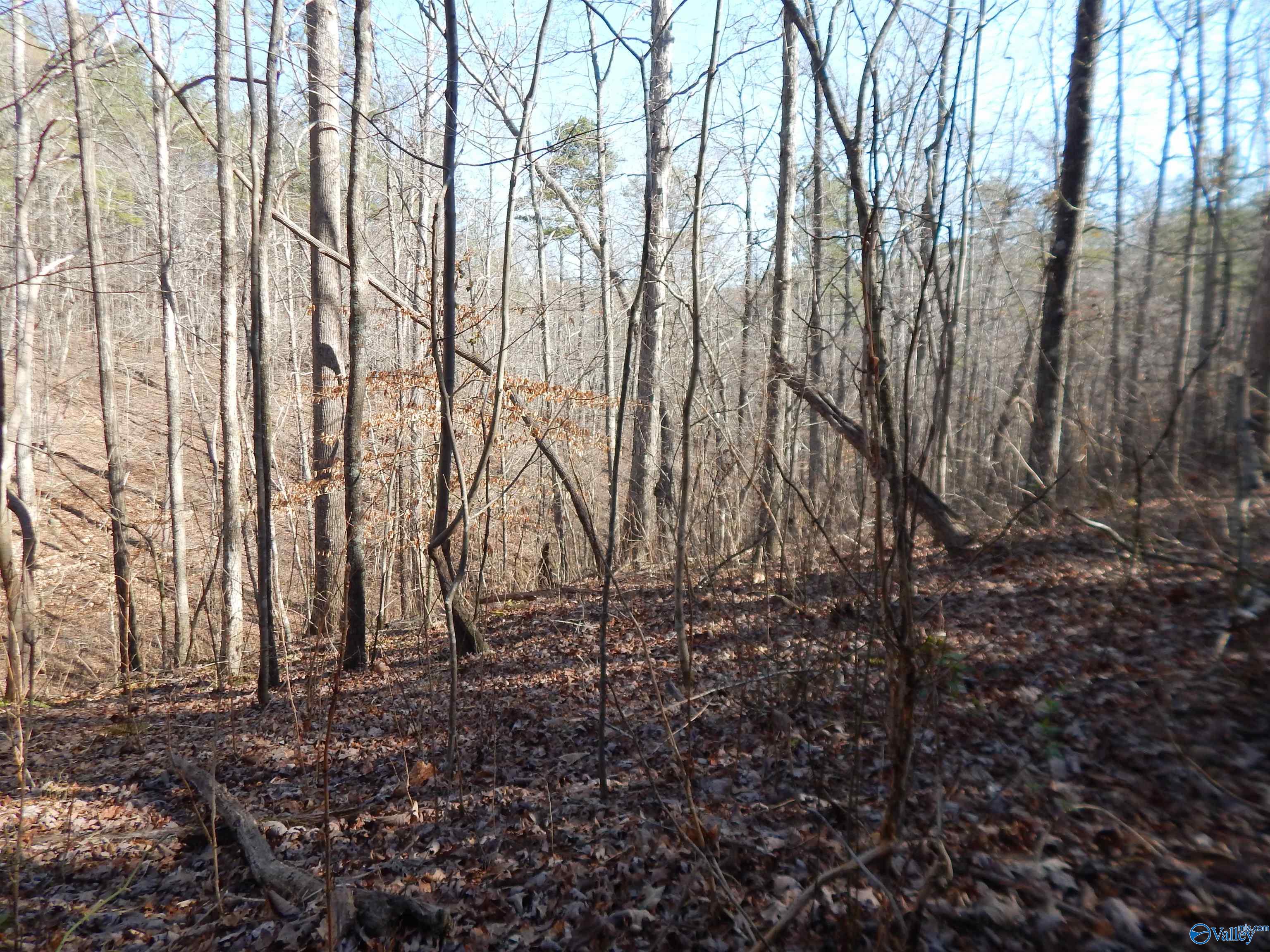 254 Acres Mountain View Drive, Attalla, Alabama image 42