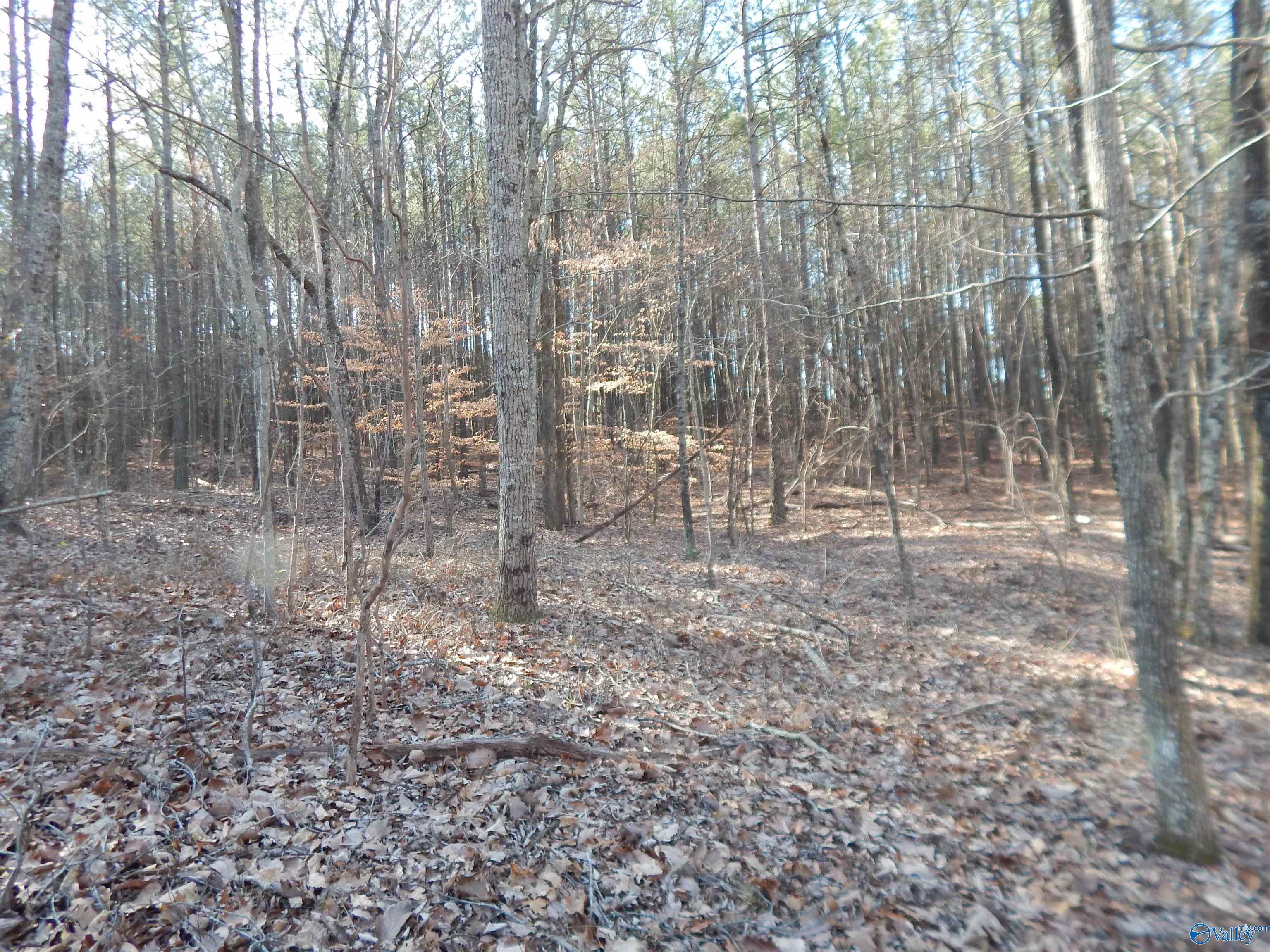 254 Acres Mountain View Drive, Attalla, Alabama image 31