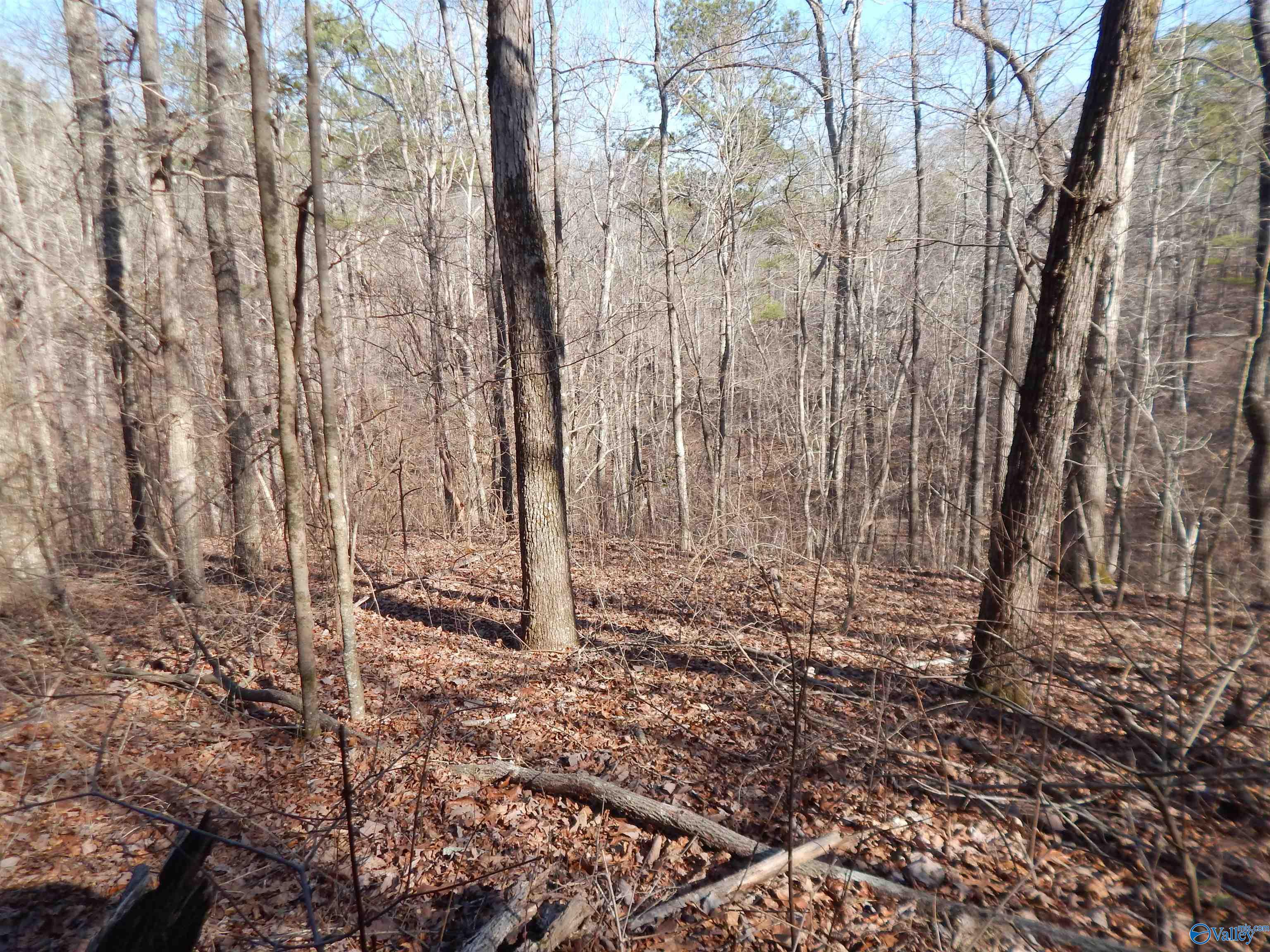 254 Acres Mountain View Drive, Attalla, Alabama image 41