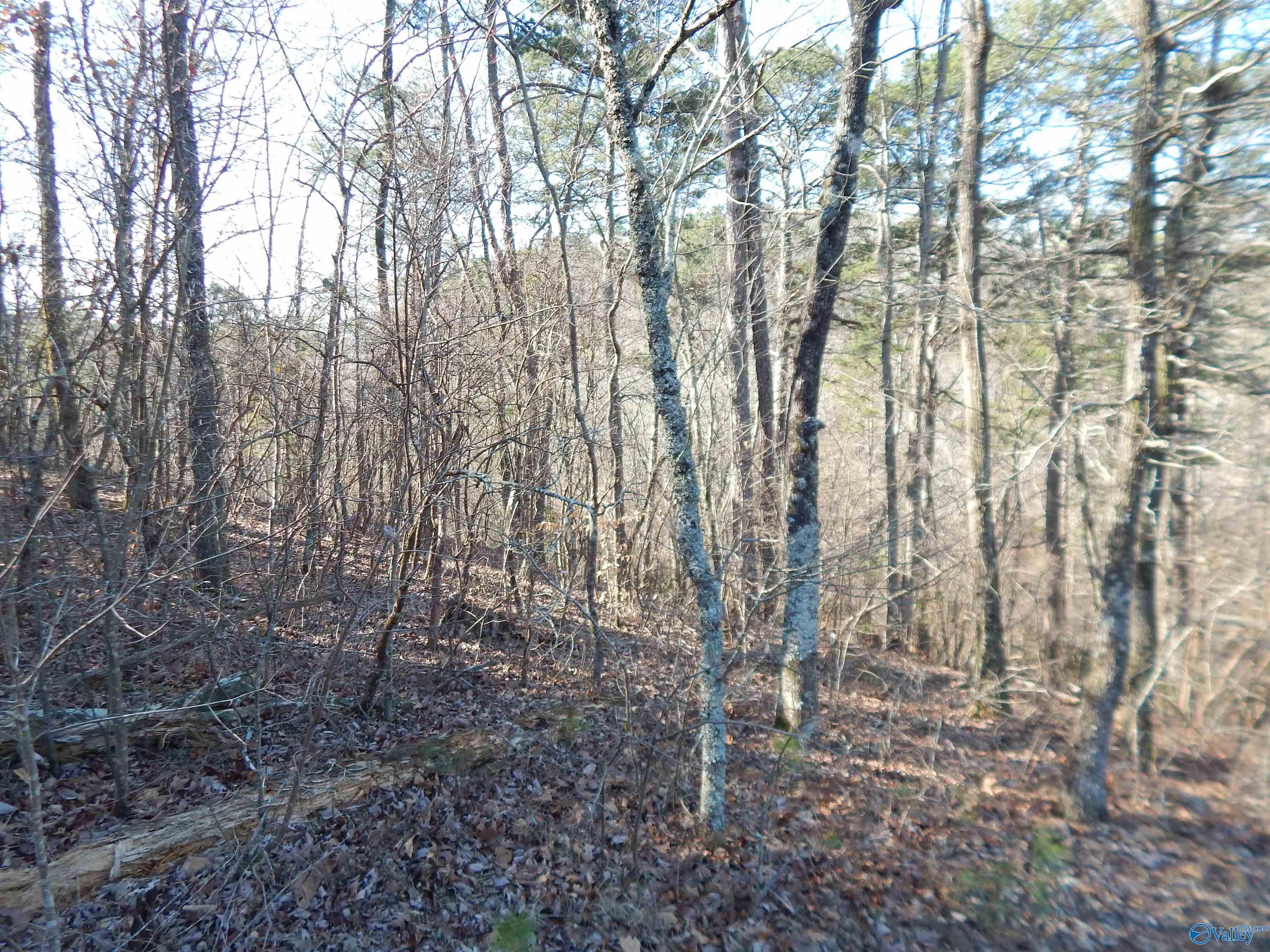 254 Acres Mountain View Drive, Attalla, Alabama image 29
