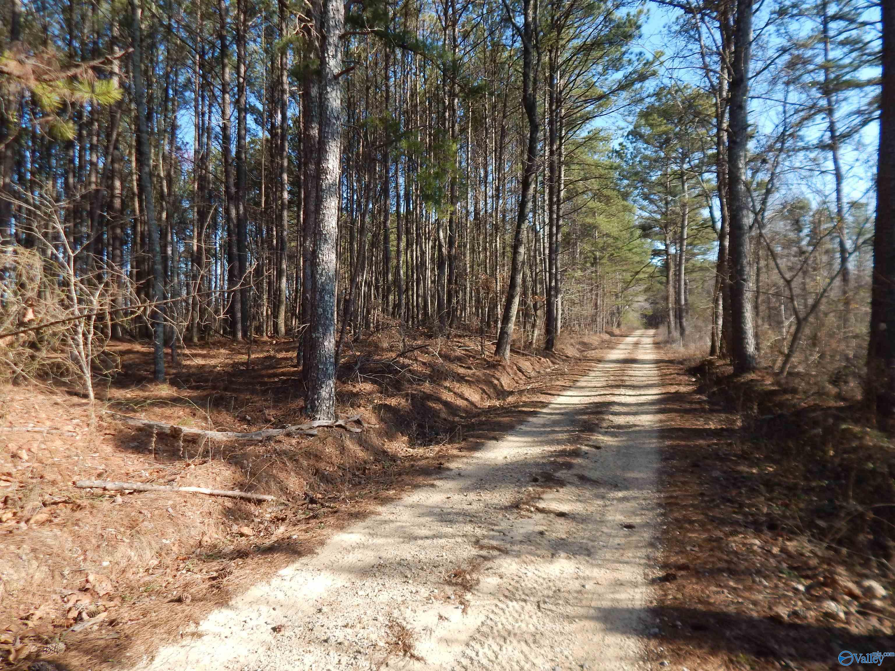 254 Acres Mountain View Drive, Attalla, Alabama image 18