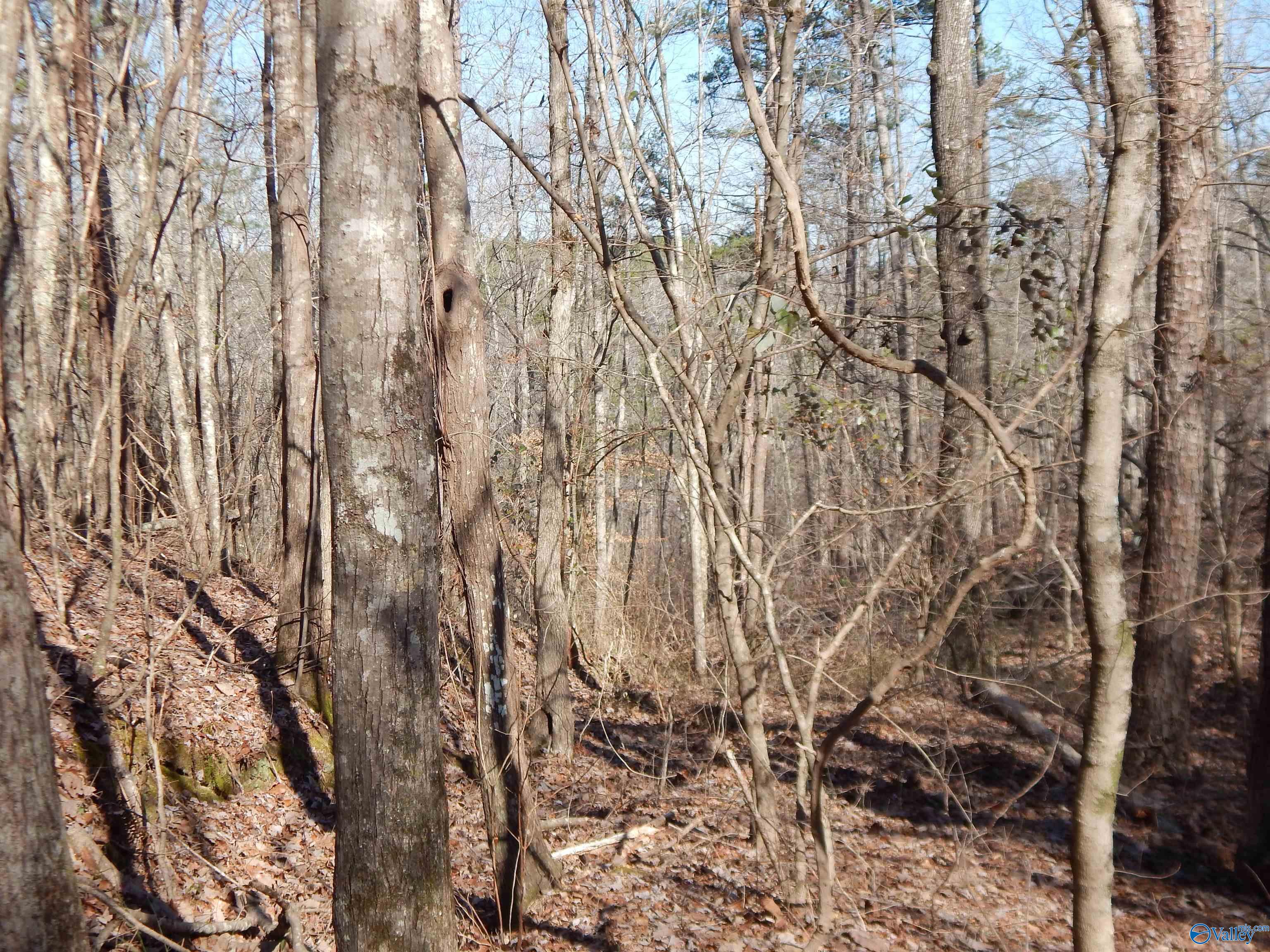 254 Acres Mountain View Drive, Attalla, Alabama image 40