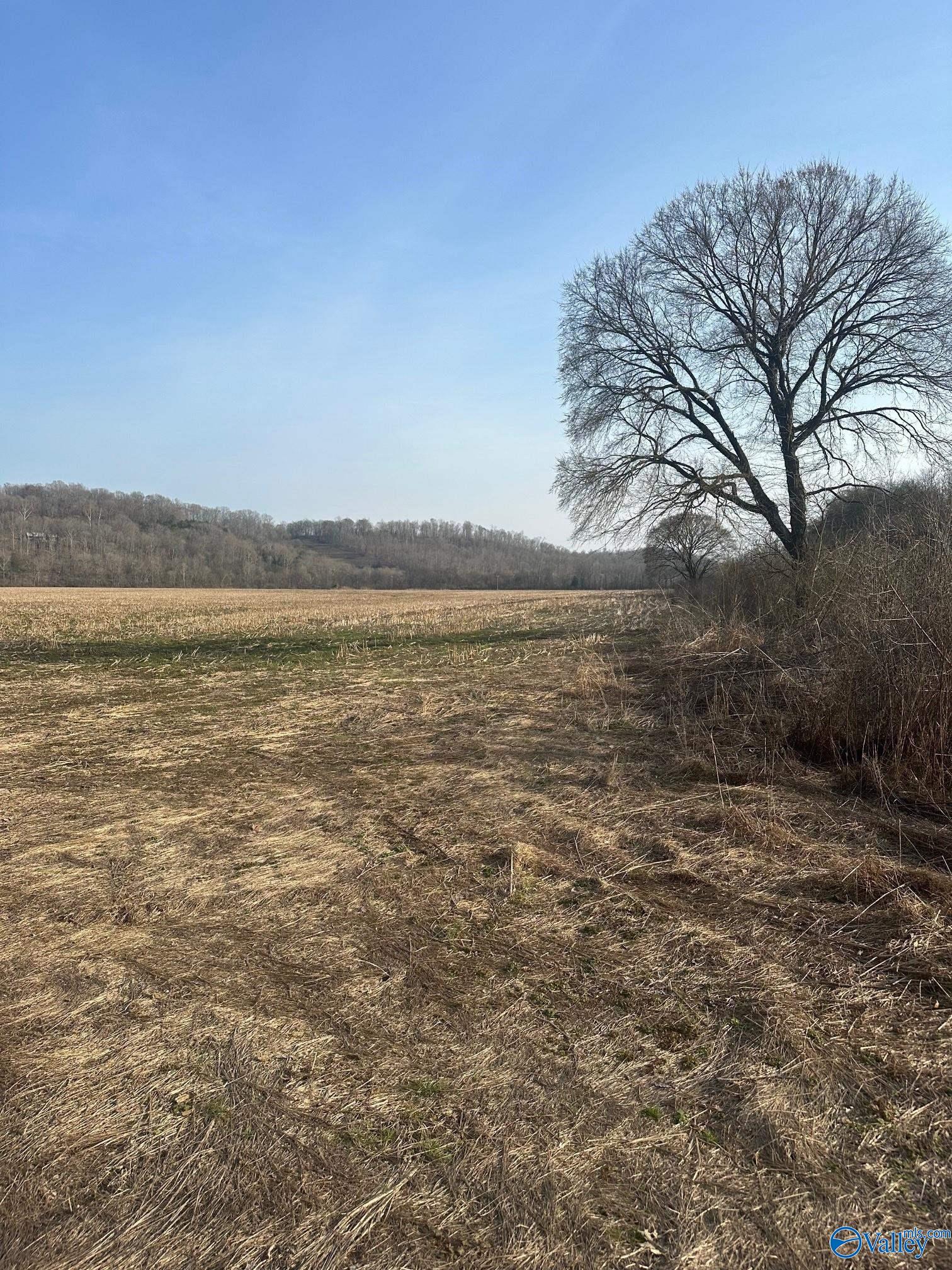 69 Acres Dee Solomon Road, Dellrose, Tennessee image 3