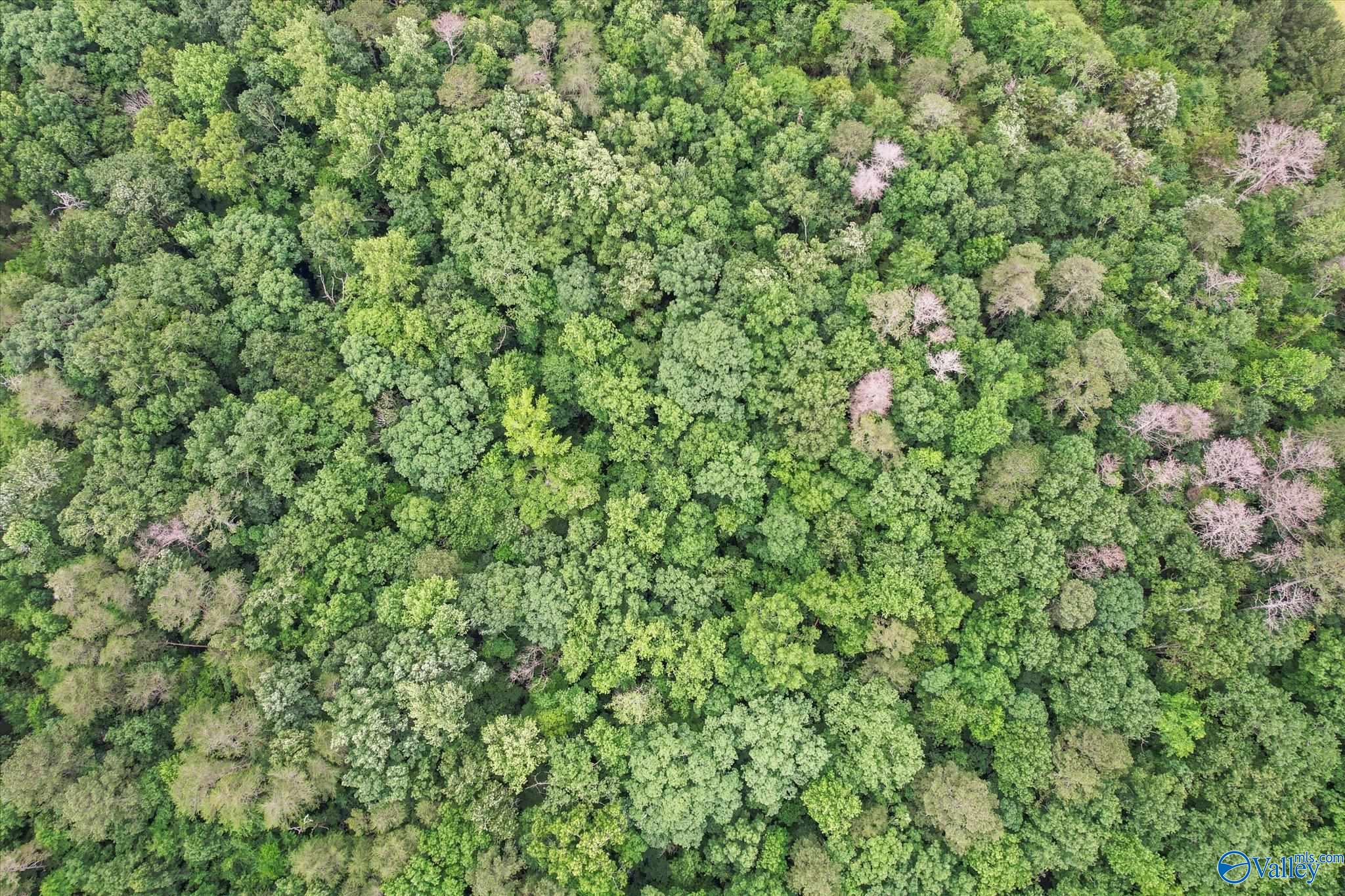 16 Acres Georgia Mountain Road, Guntersville, Alabama image 9