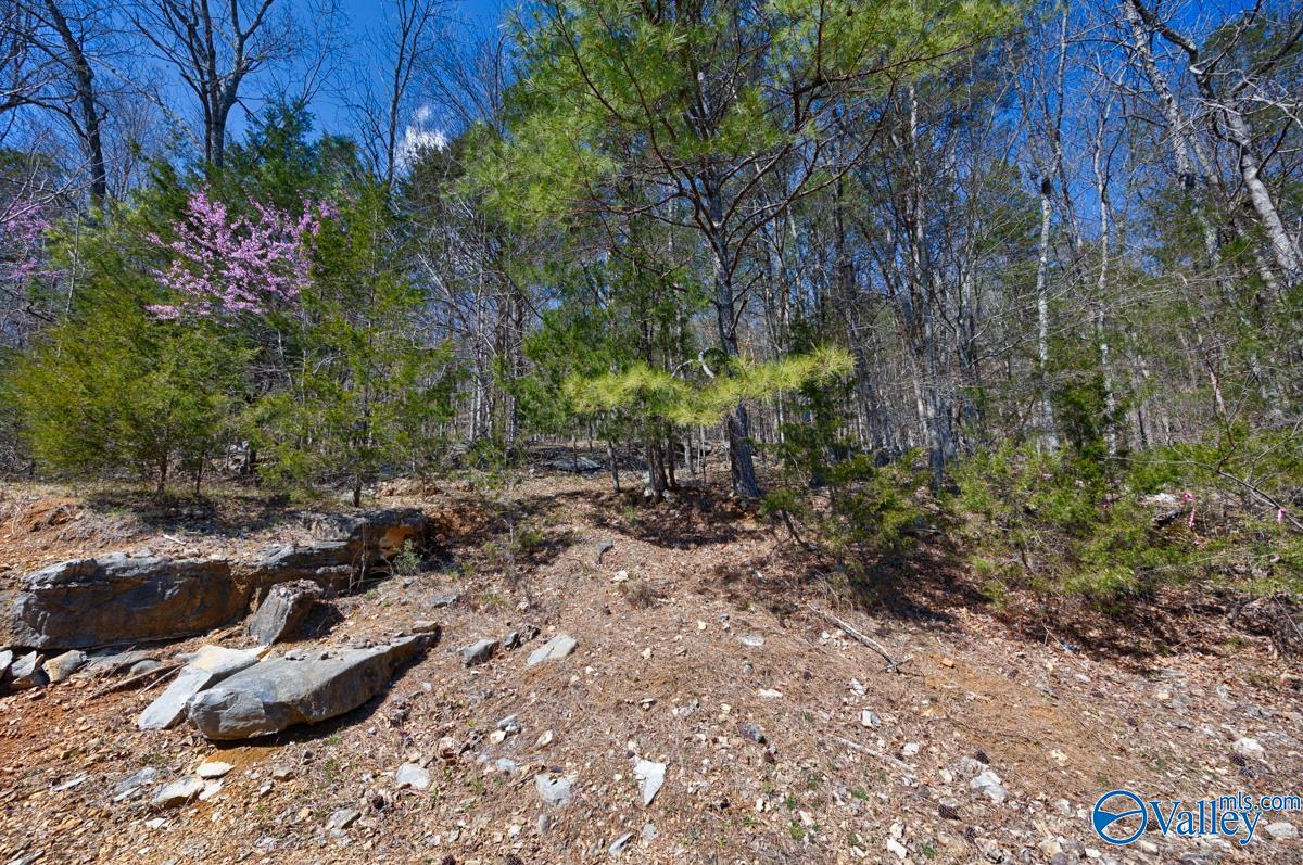 2278 County Road 4, Hollytree, Alabama image 6