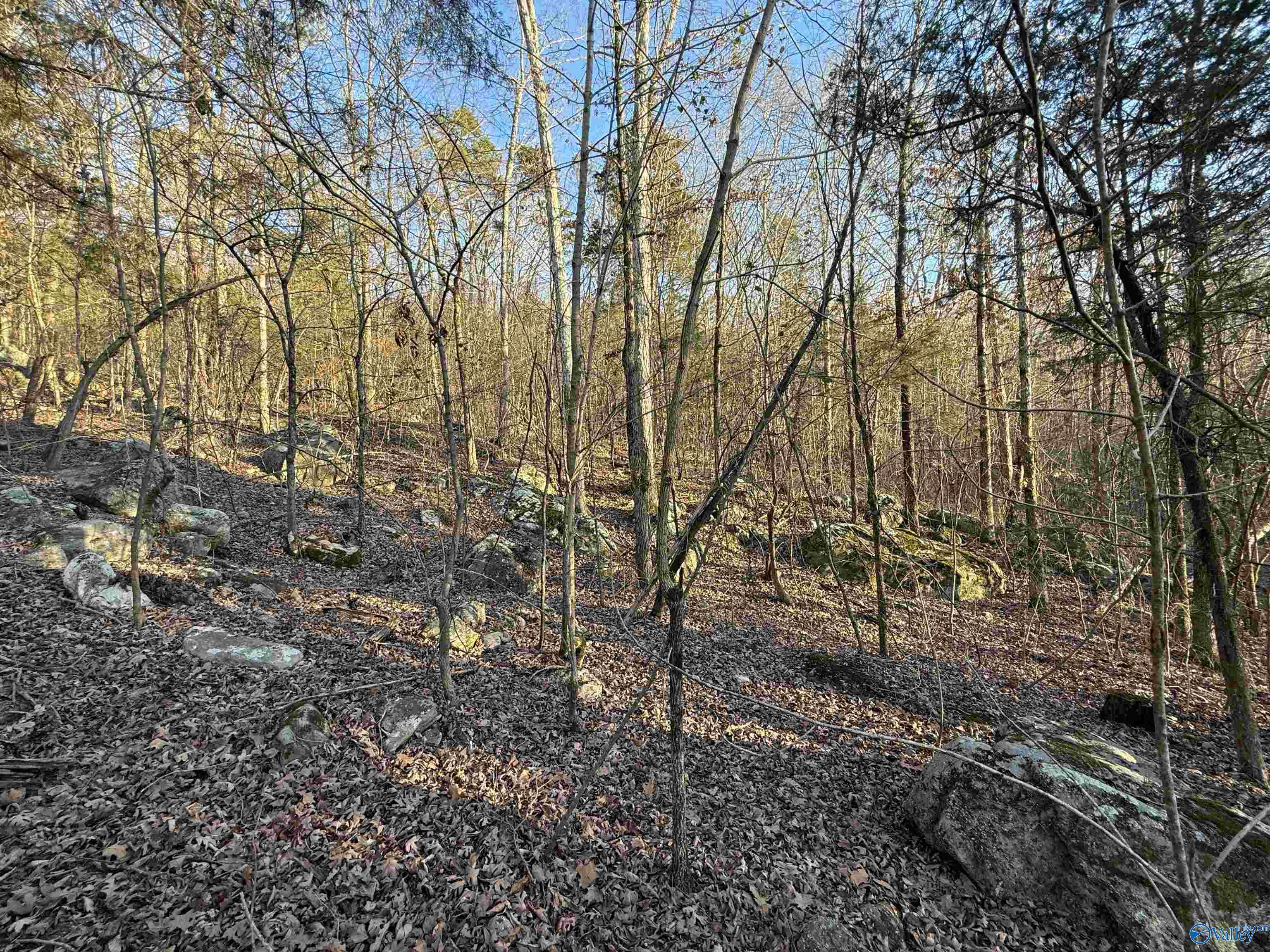 39 Acres County Road 67, Section, Alabama image 6