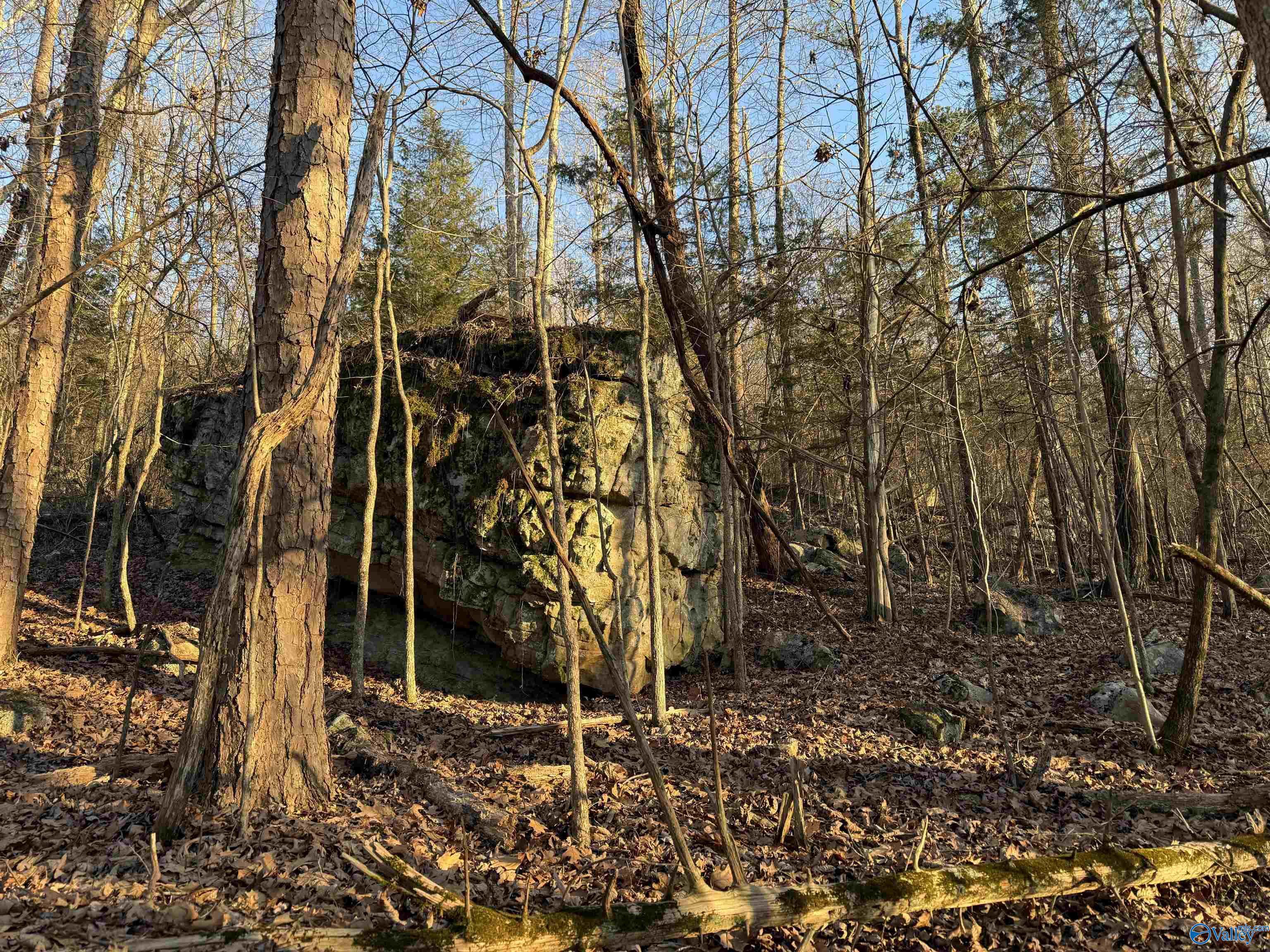 39 Acres County Road 67, Section, Alabama image 7