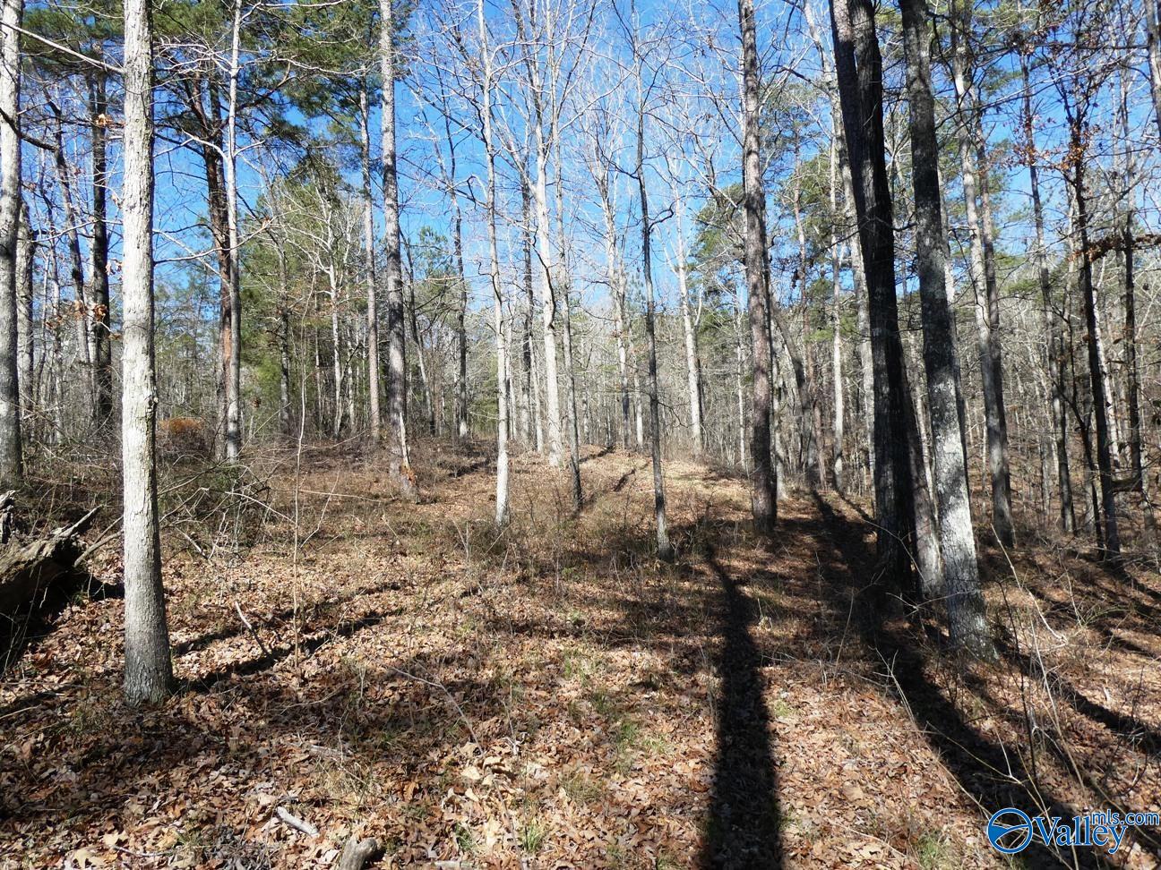 12 County Road 123, Crane Hill, Alabama image 10