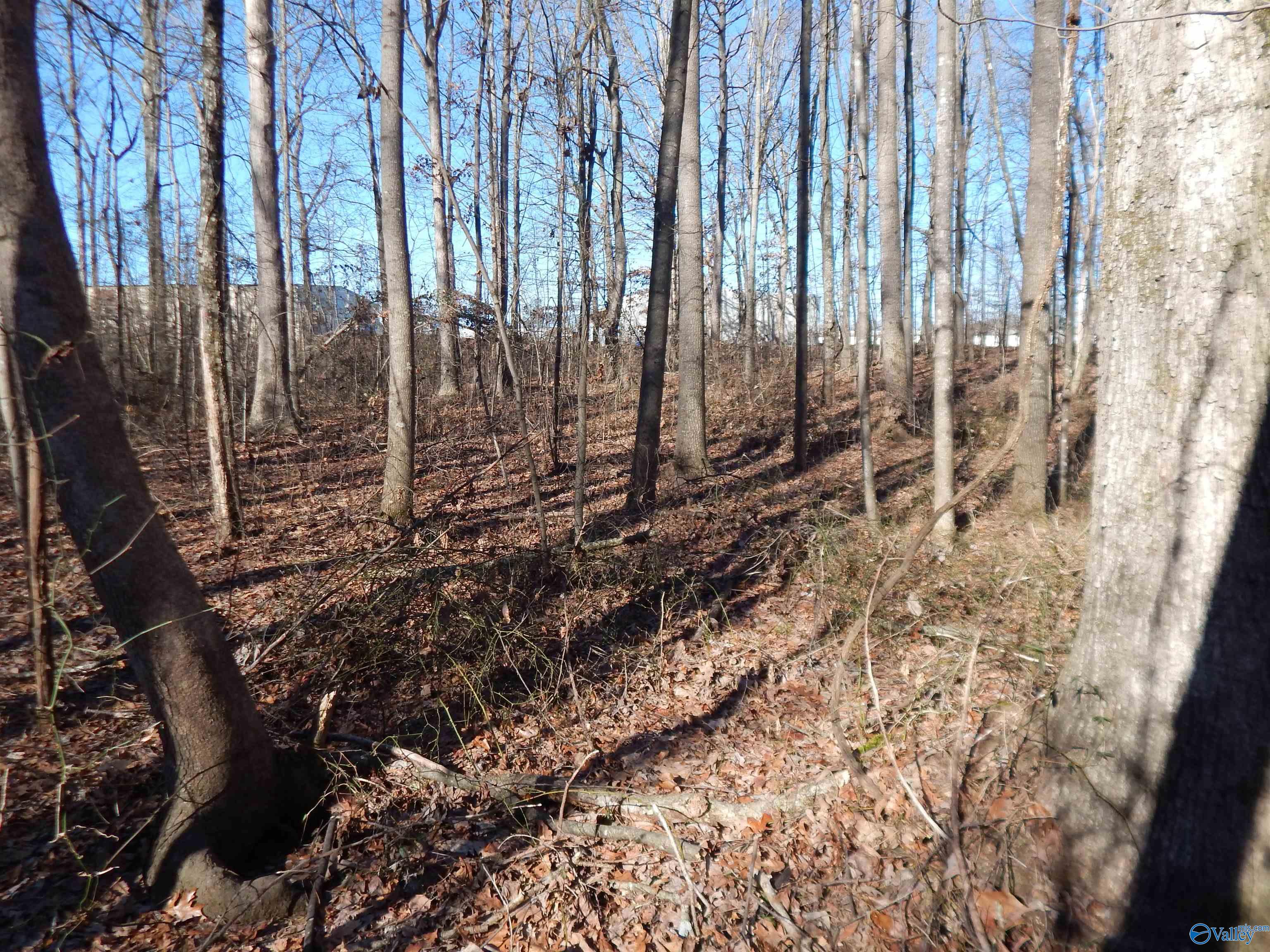 4 Acres Horizon Street, Sylvania, Alabama image 22