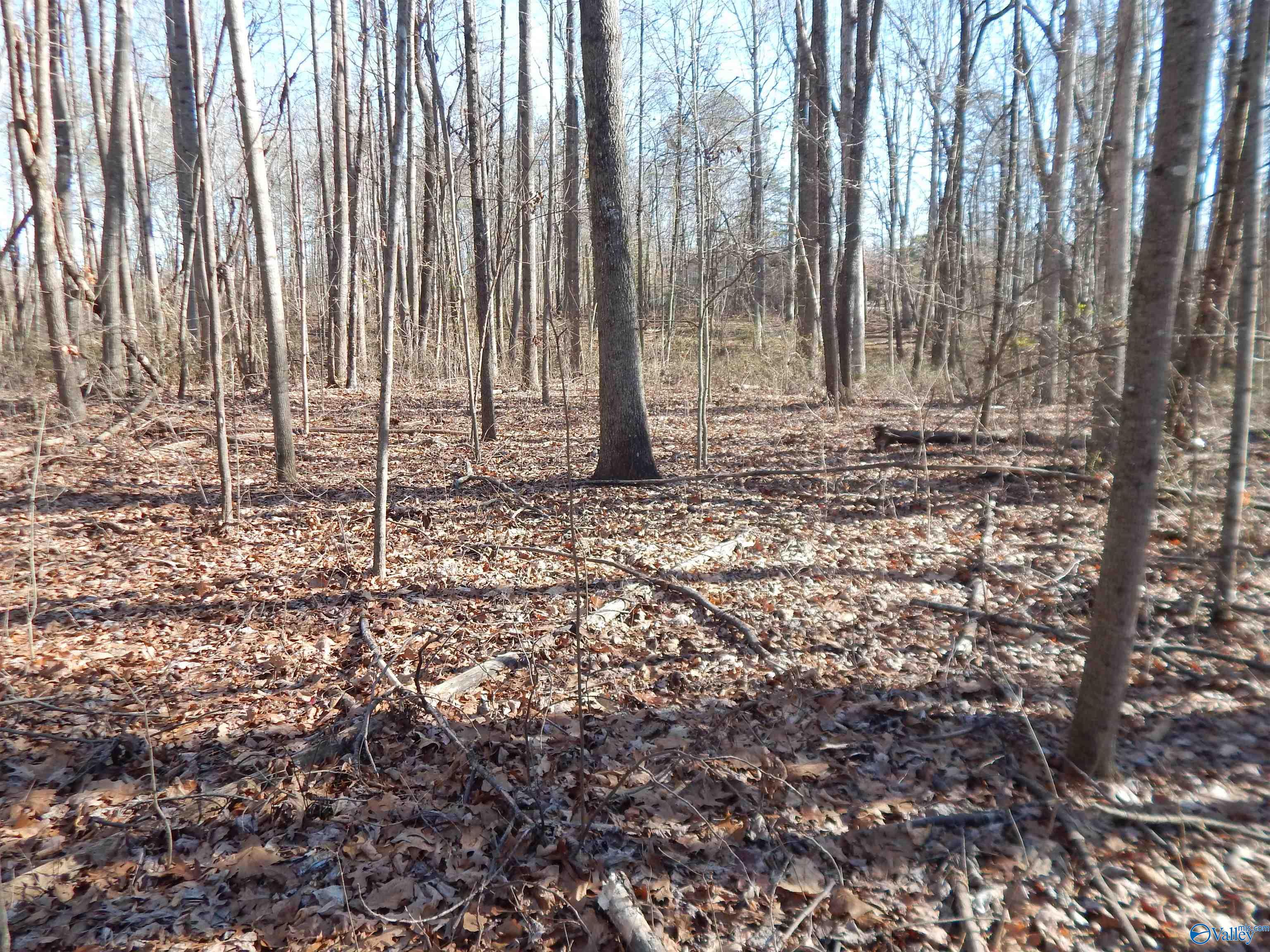 4 Acres Horizon Street, Sylvania, Alabama image 34