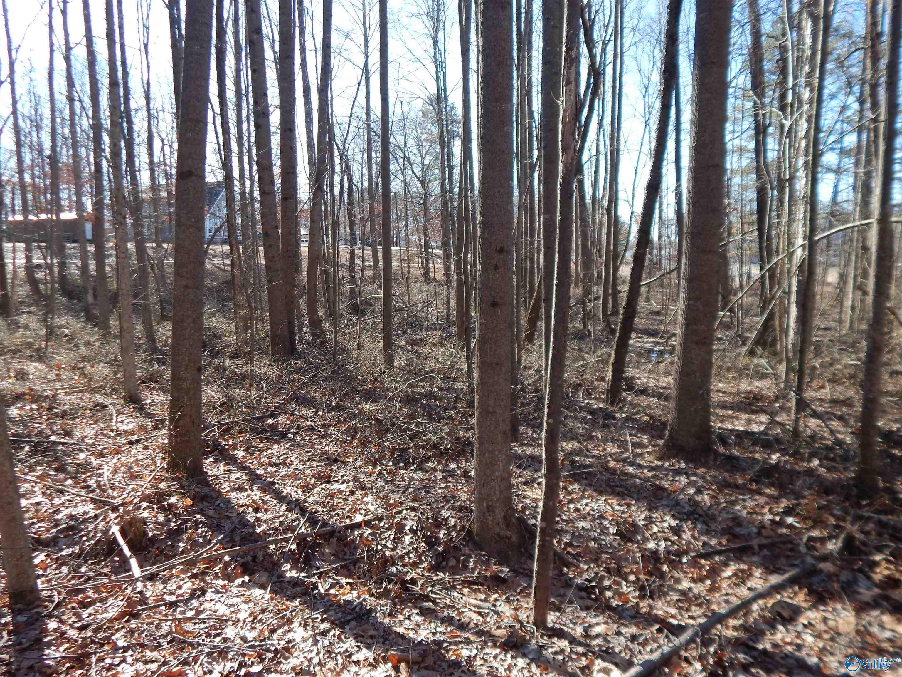 4 Acres Horizon Street, Sylvania, Alabama image 32