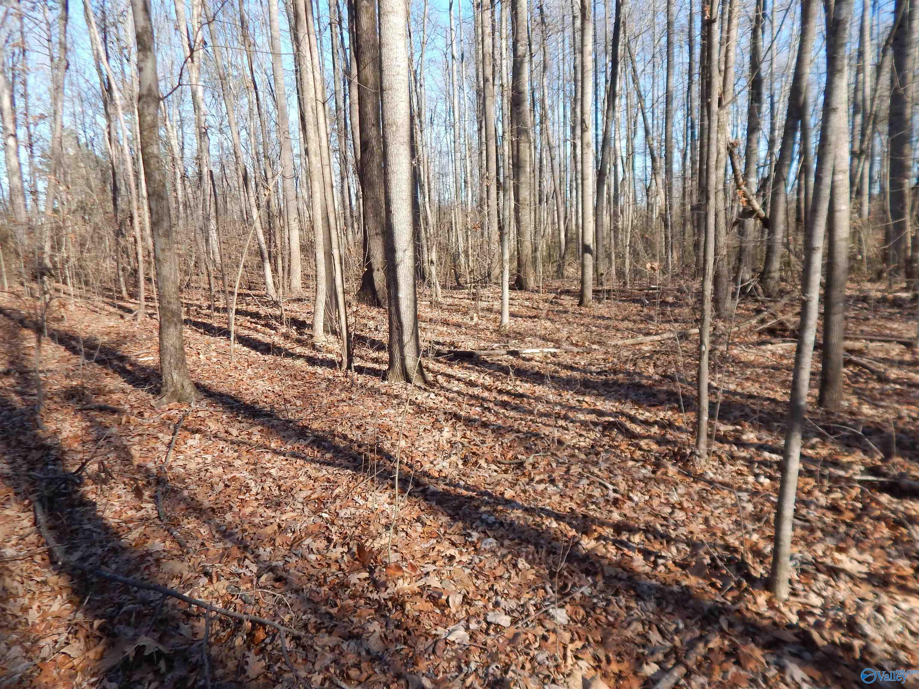 4 Acres Horizon Street, Sylvania, Alabama image 36