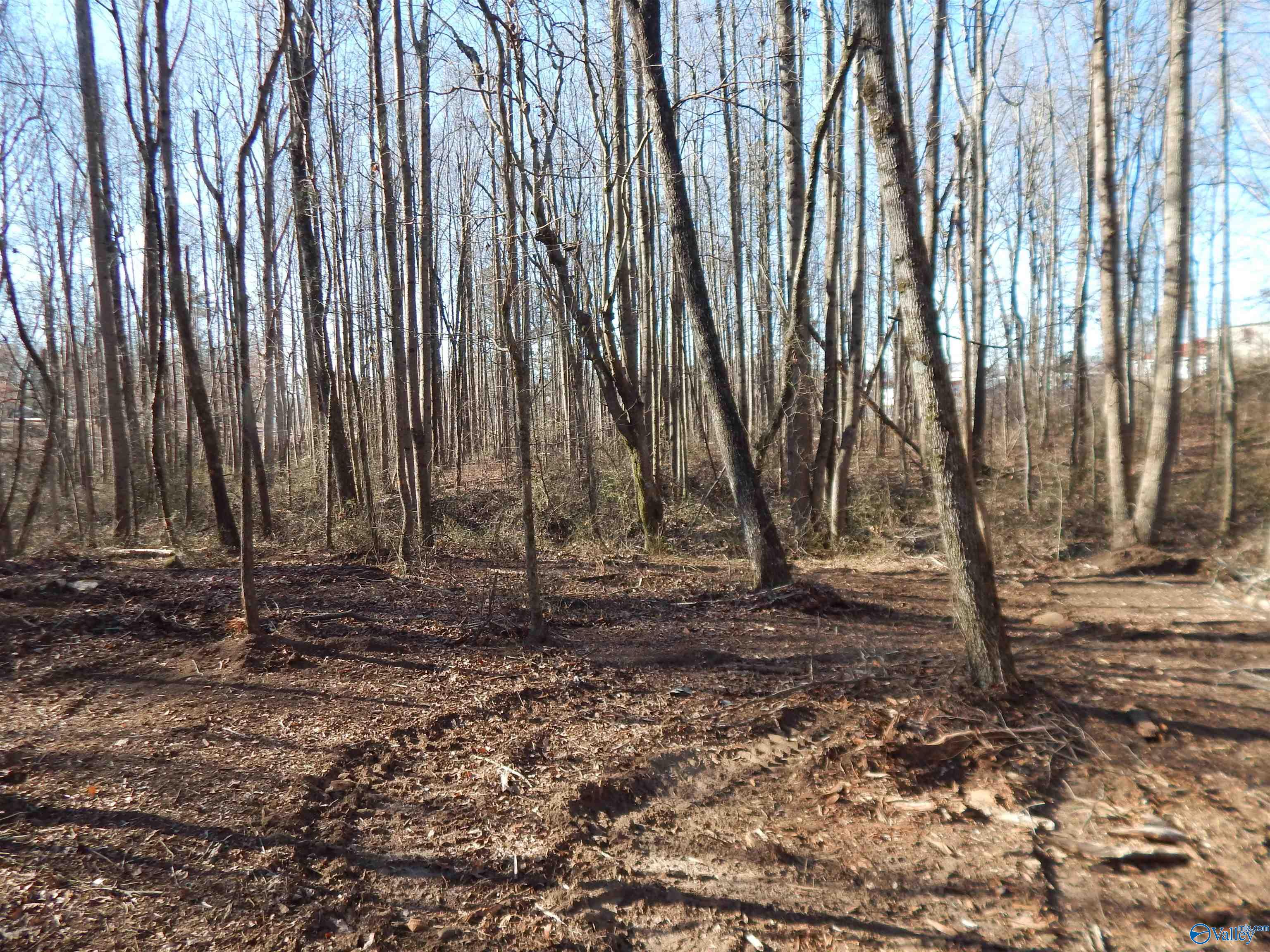 4 Acres Horizon Street, Sylvania, Alabama image 19