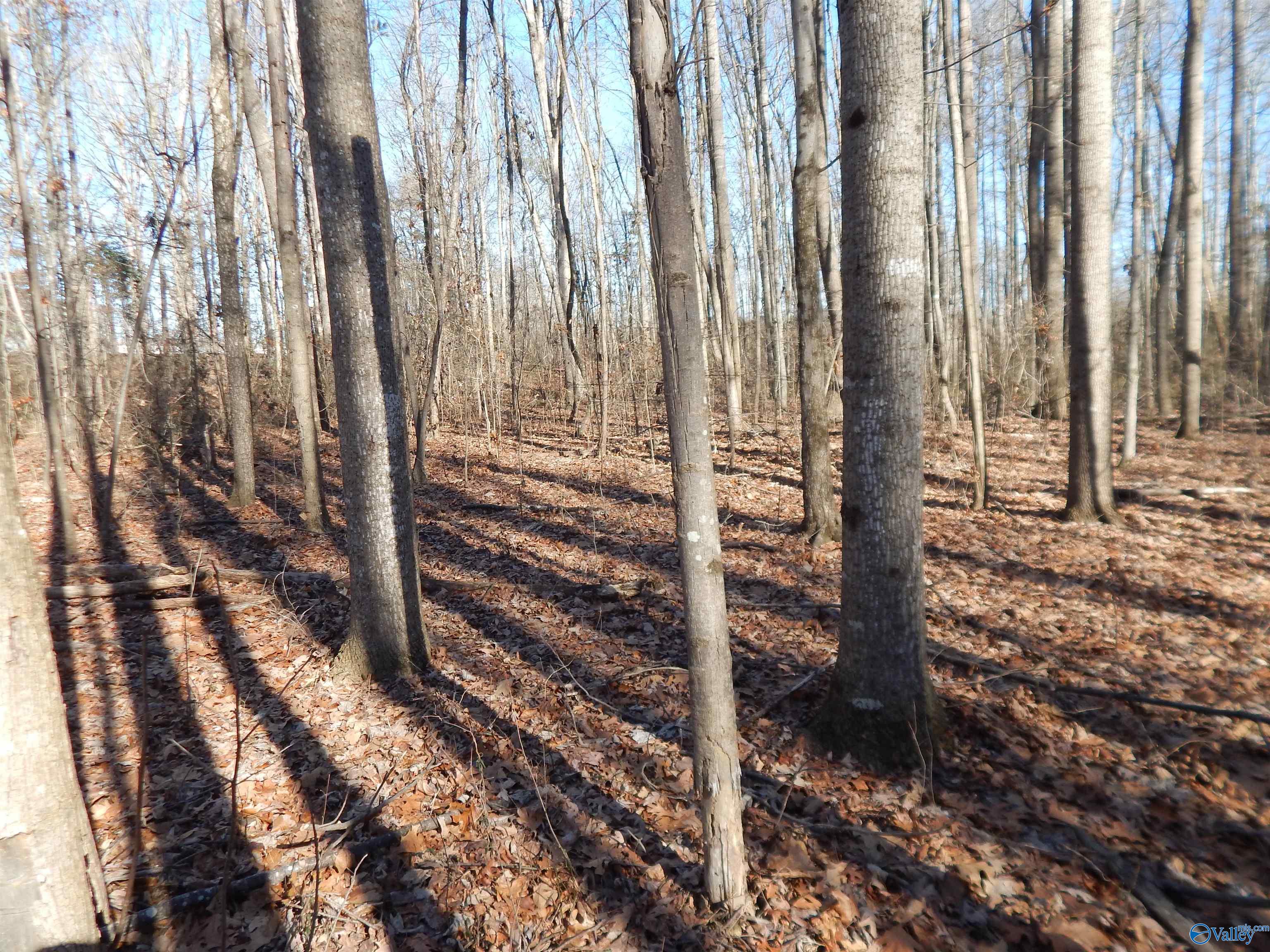 4 Acres Horizon Street, Sylvania, Alabama image 35