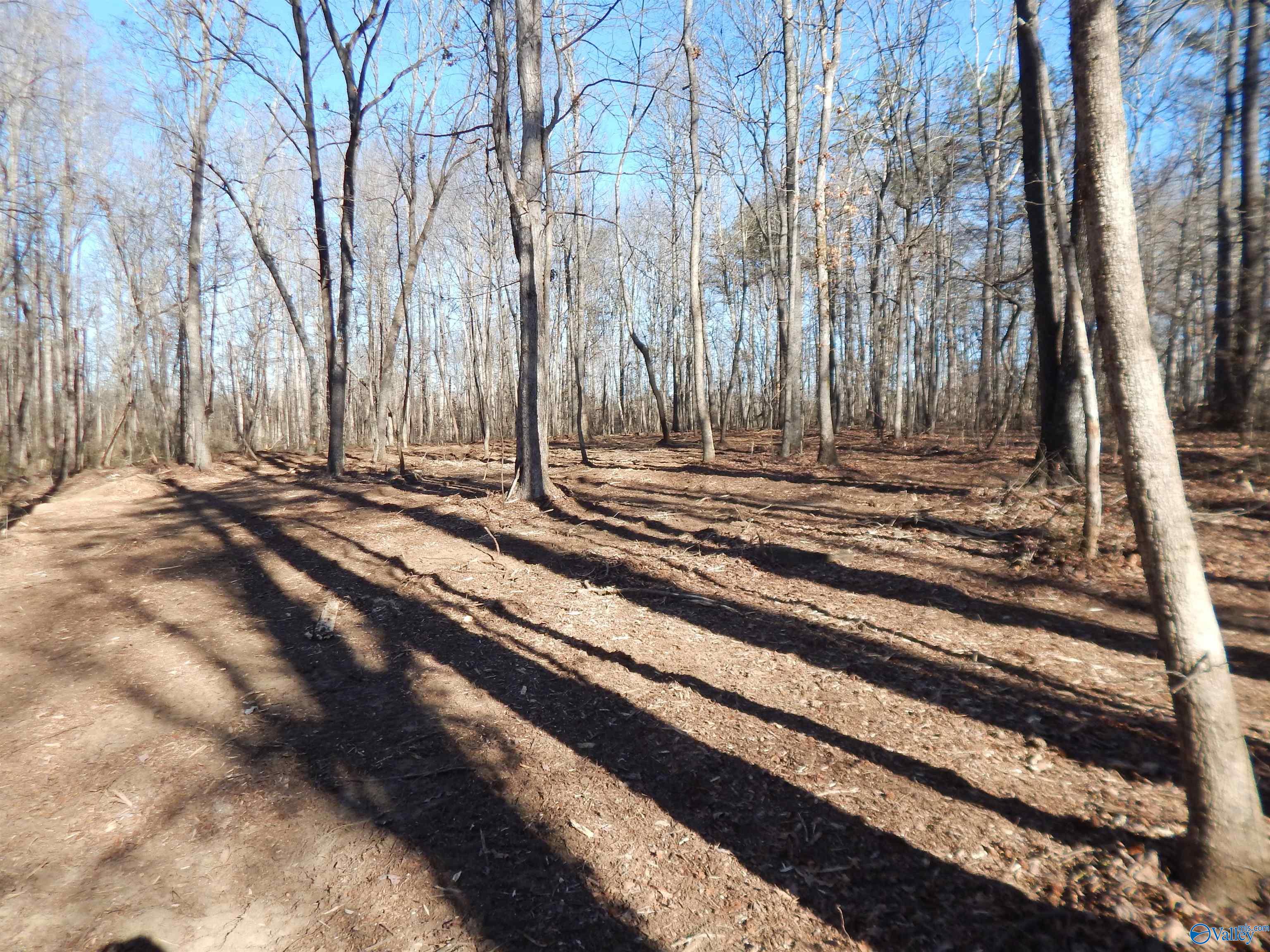 4 Acres Horizon Street, Sylvania, Alabama image 9
