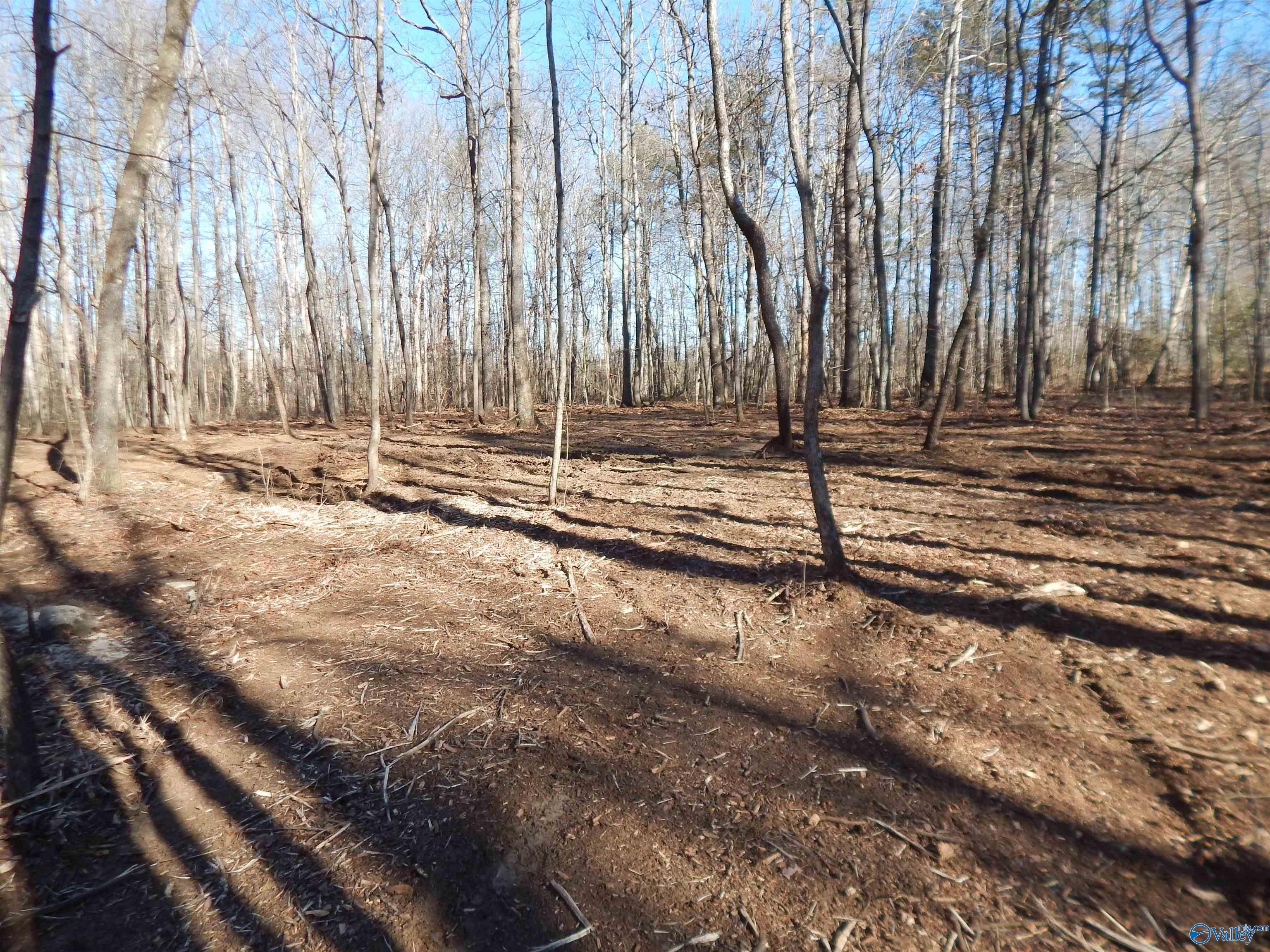 4 Acres Horizon Street, Sylvania, Alabama image 12