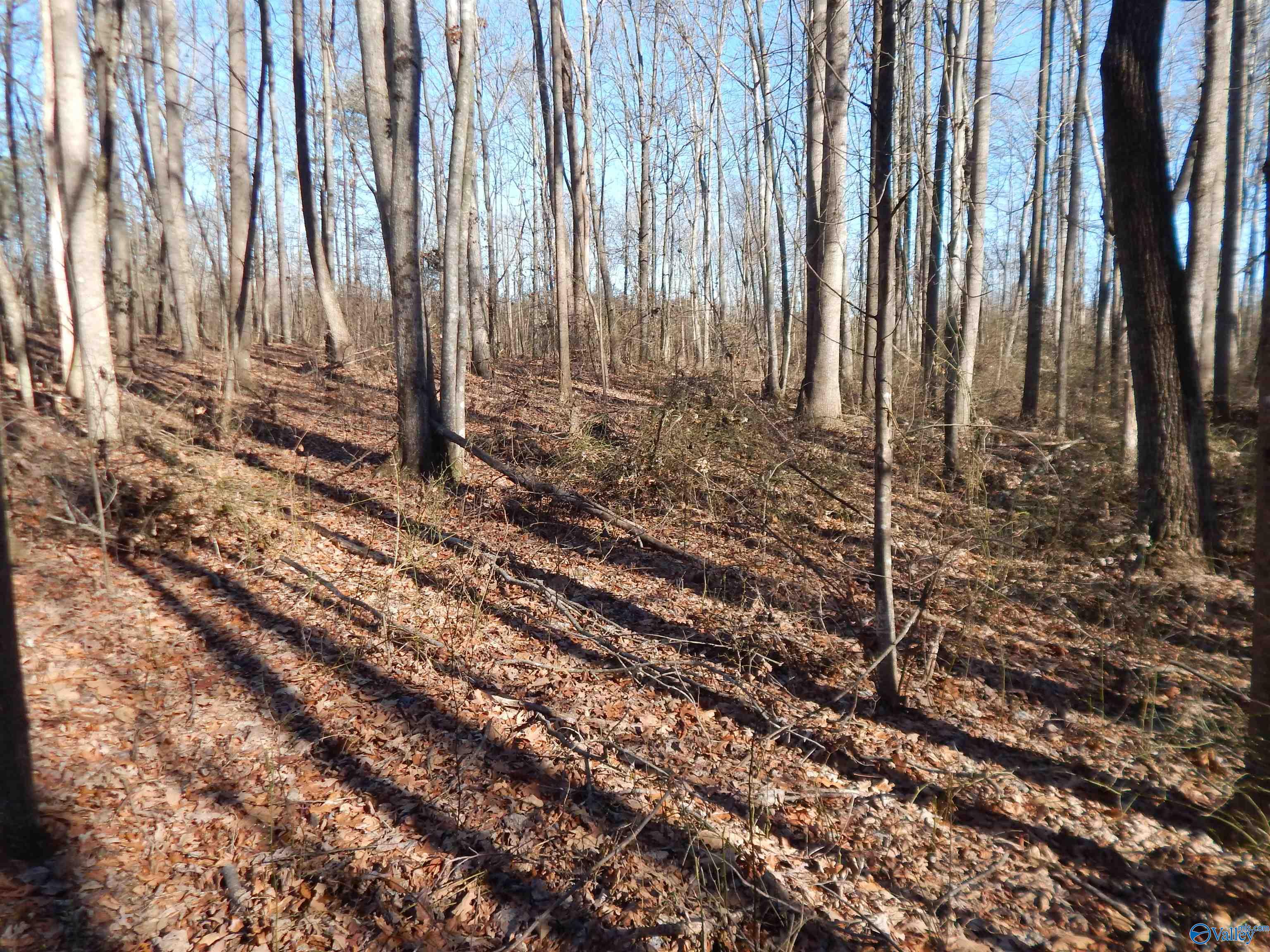 4 Acres Horizon Street, Sylvania, Alabama image 25