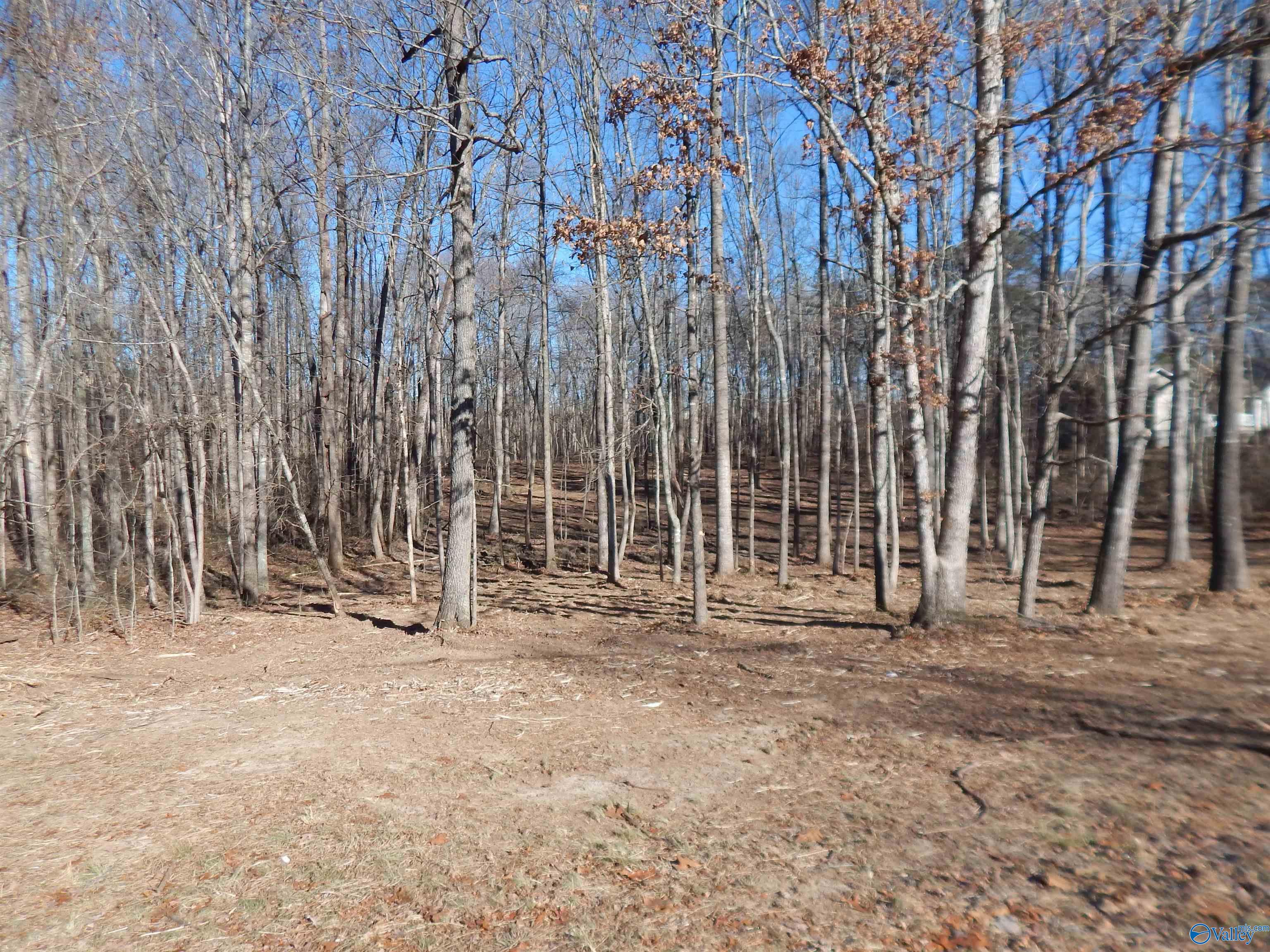 4 Acres Horizon Street, Sylvania, Alabama image 4