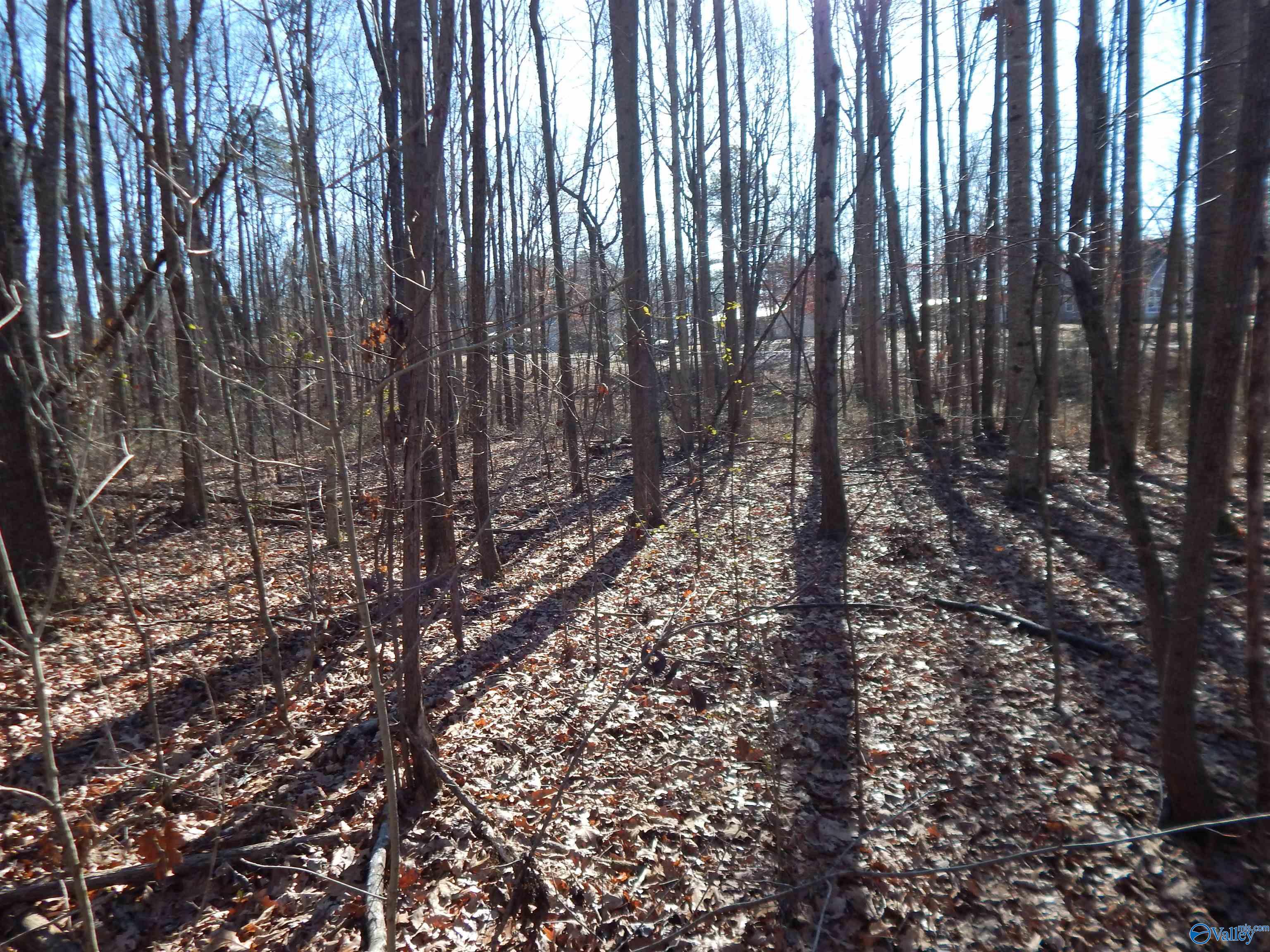 4 Acres Horizon Street, Sylvania, Alabama image 30