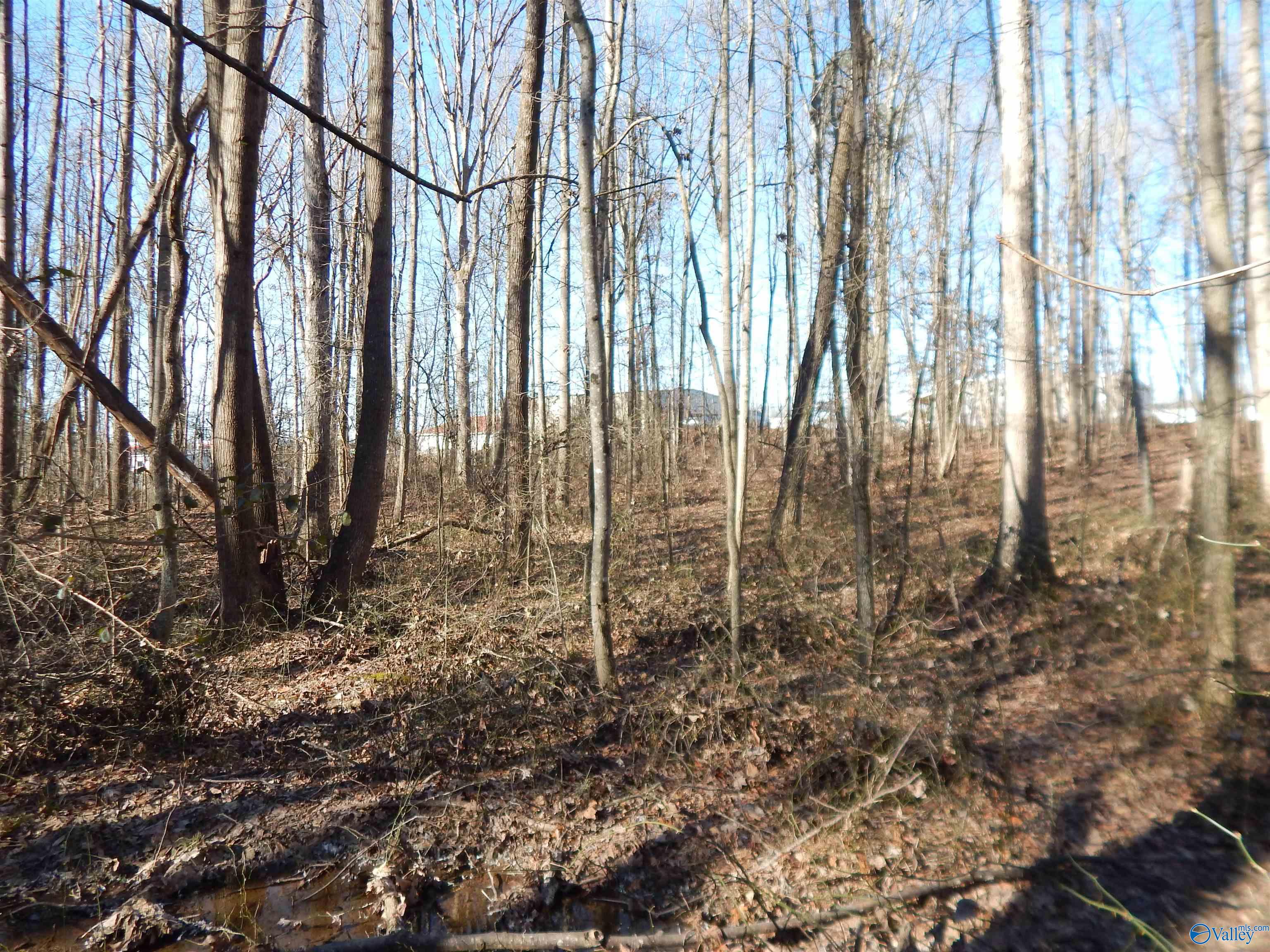 4 Acres Horizon Street, Sylvania, Alabama image 20