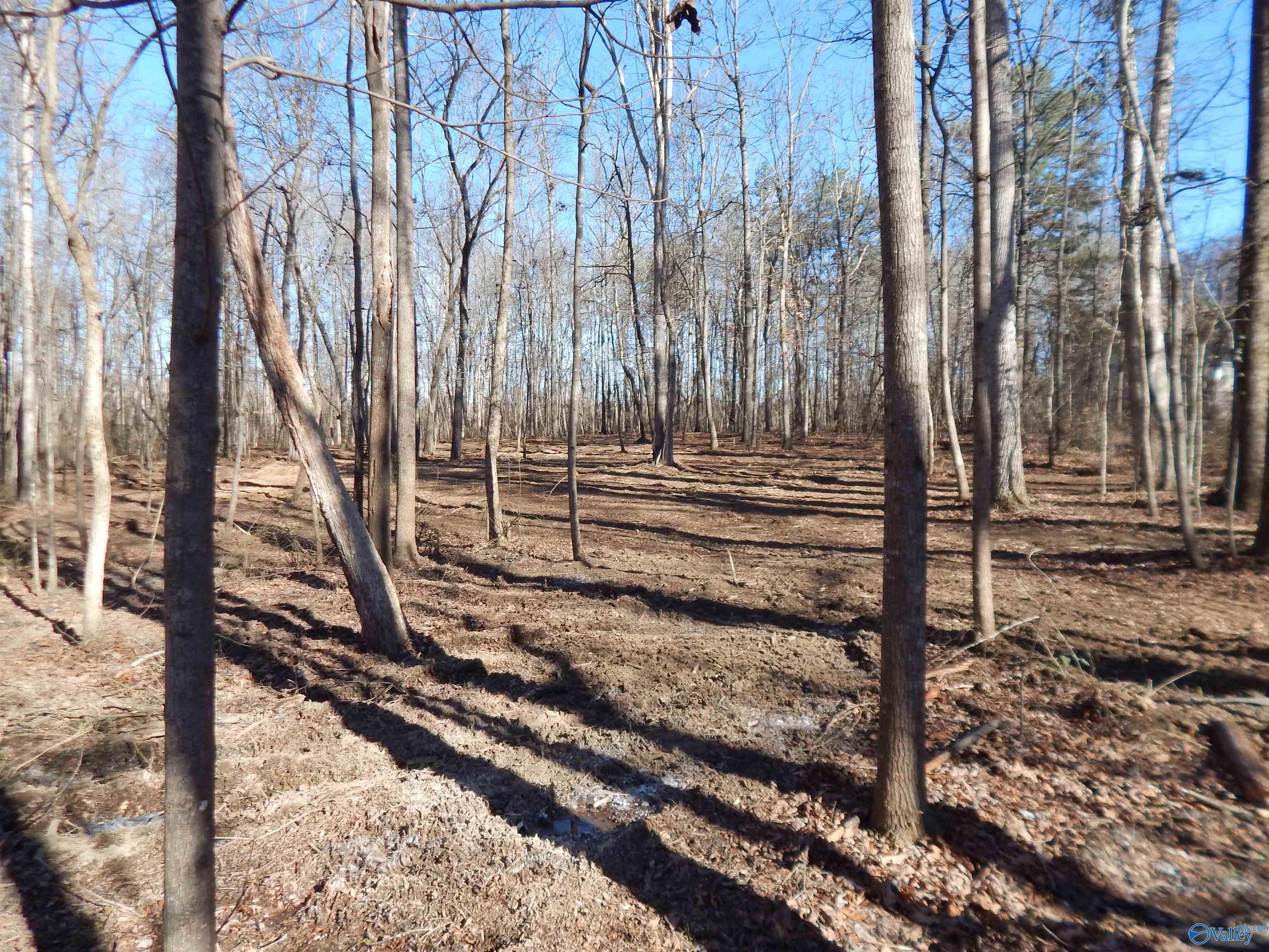 4 Acres Horizon Street, Sylvania, Alabama image 6