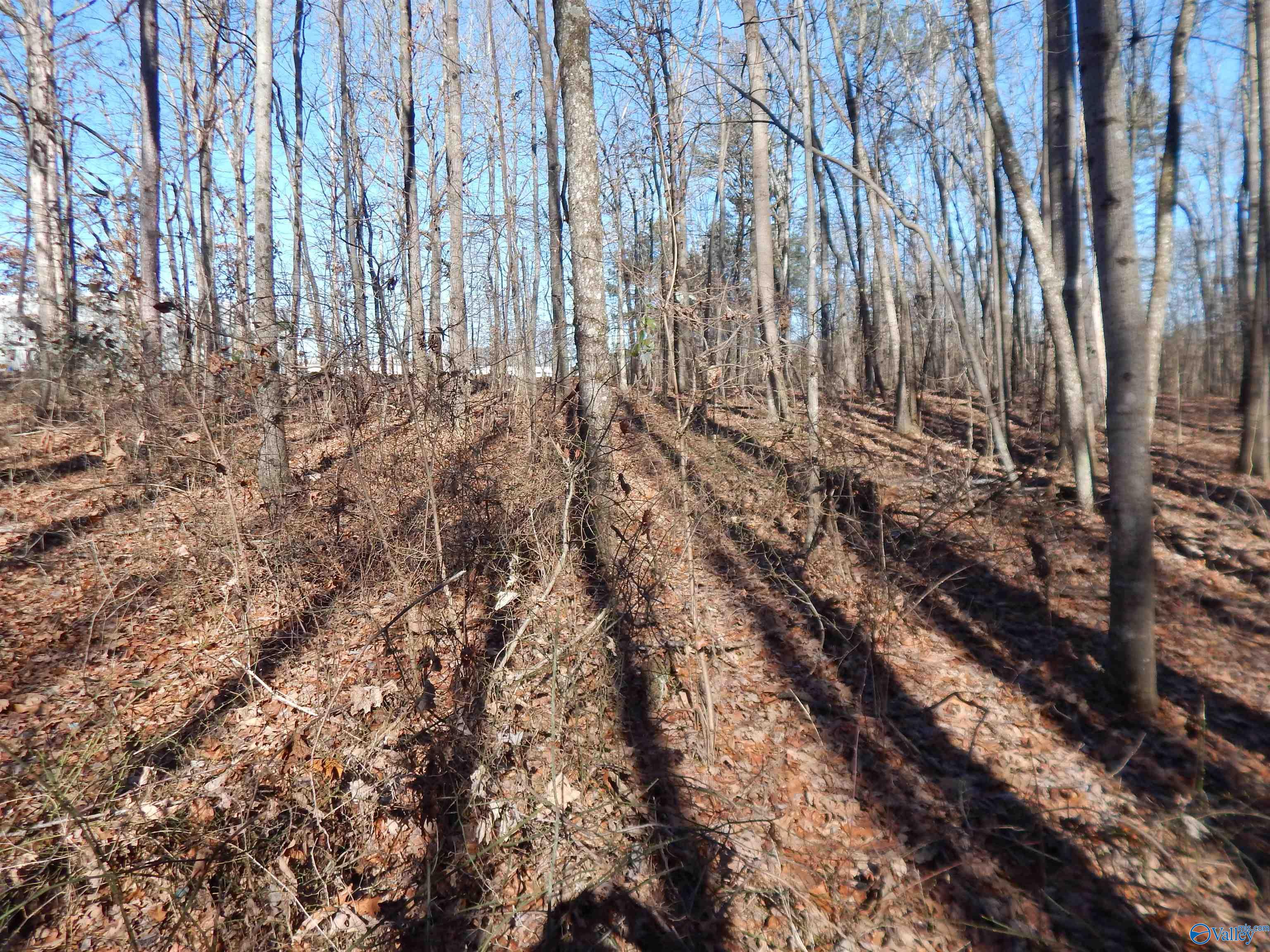 4 Acres Horizon Street, Sylvania, Alabama image 26