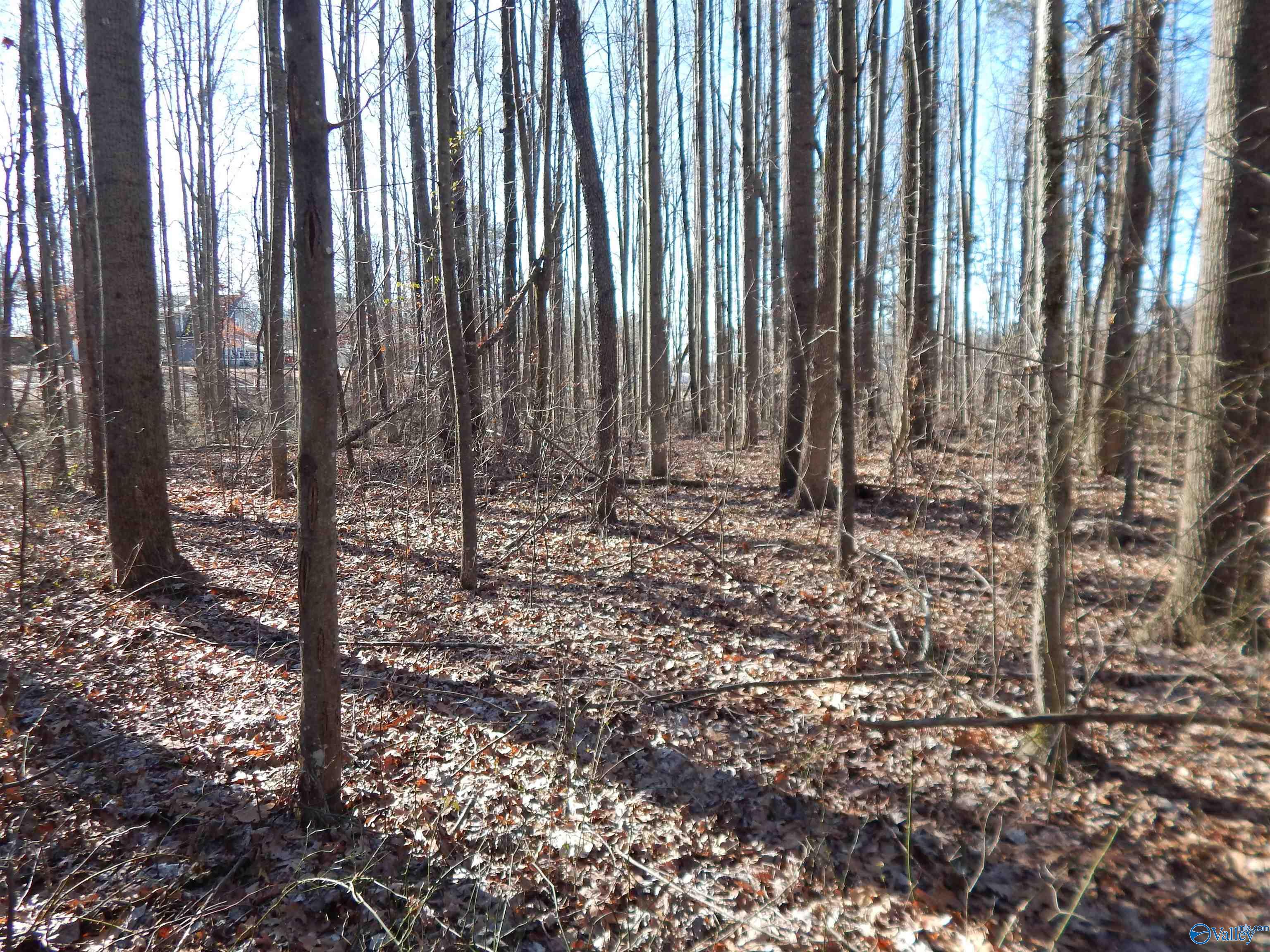 4 Acres Horizon Street, Sylvania, Alabama image 23