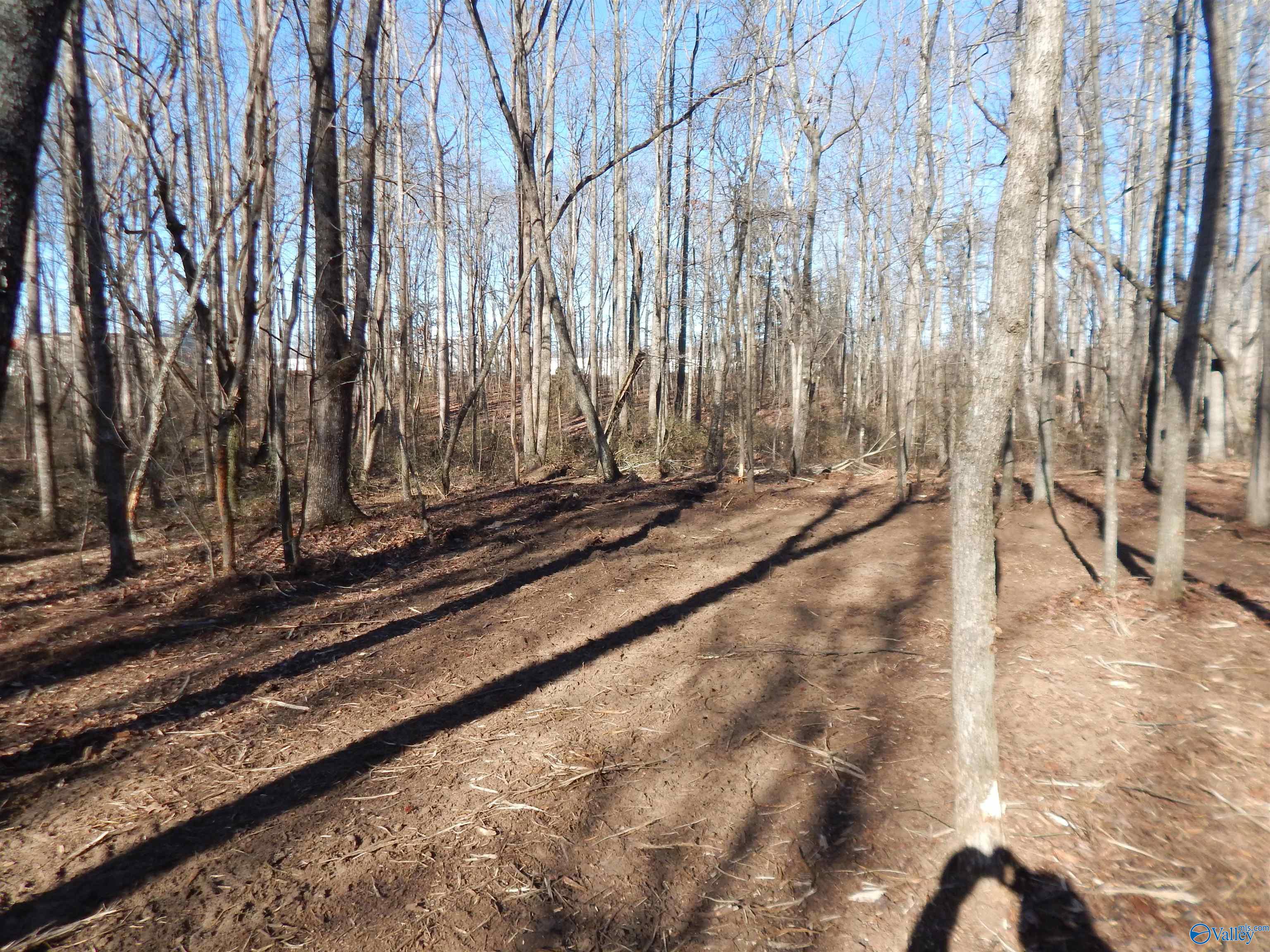 4 Acres Horizon Street, Sylvania, Alabama image 14