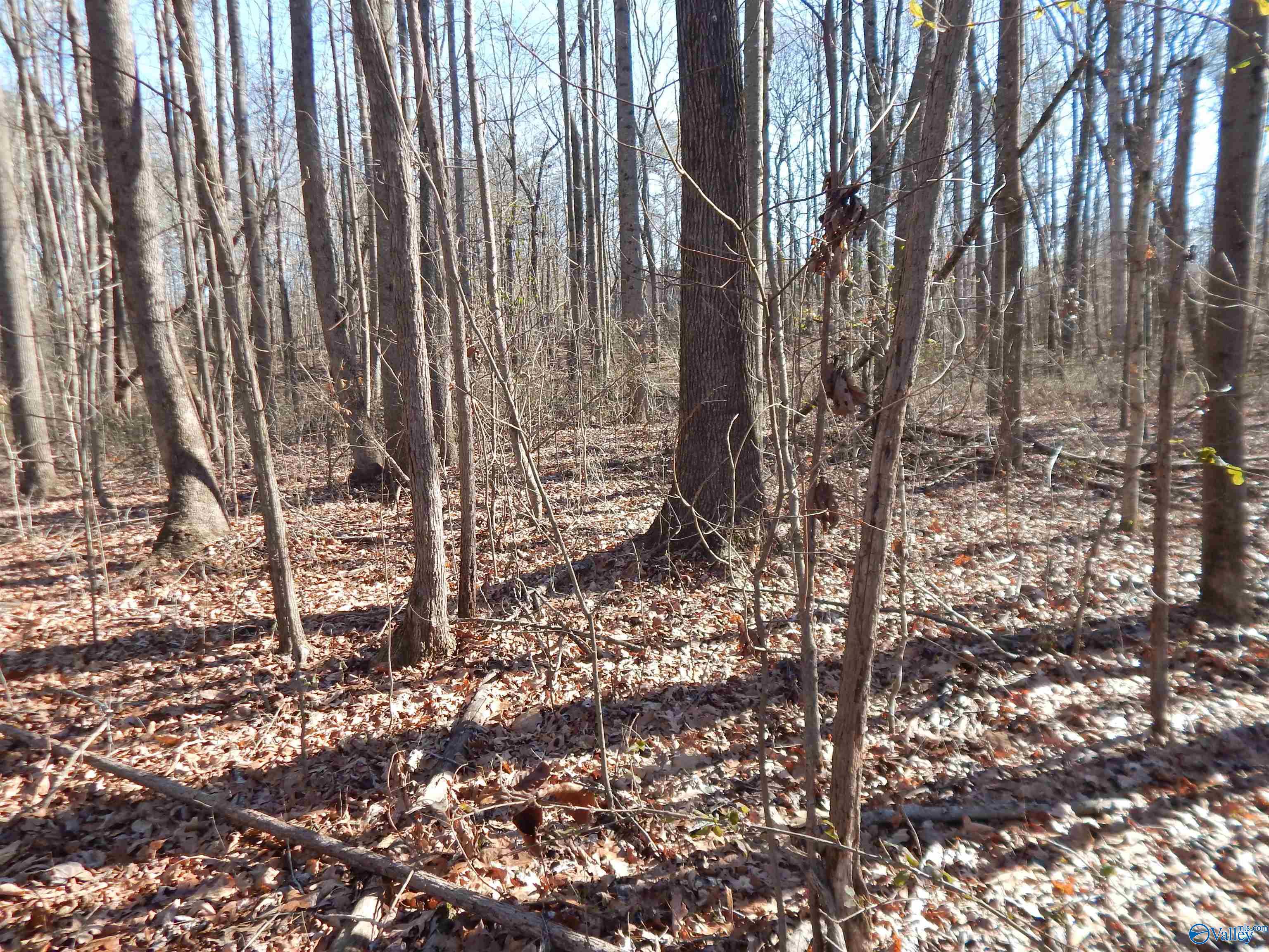 4 Acres Horizon Street, Sylvania, Alabama image 31