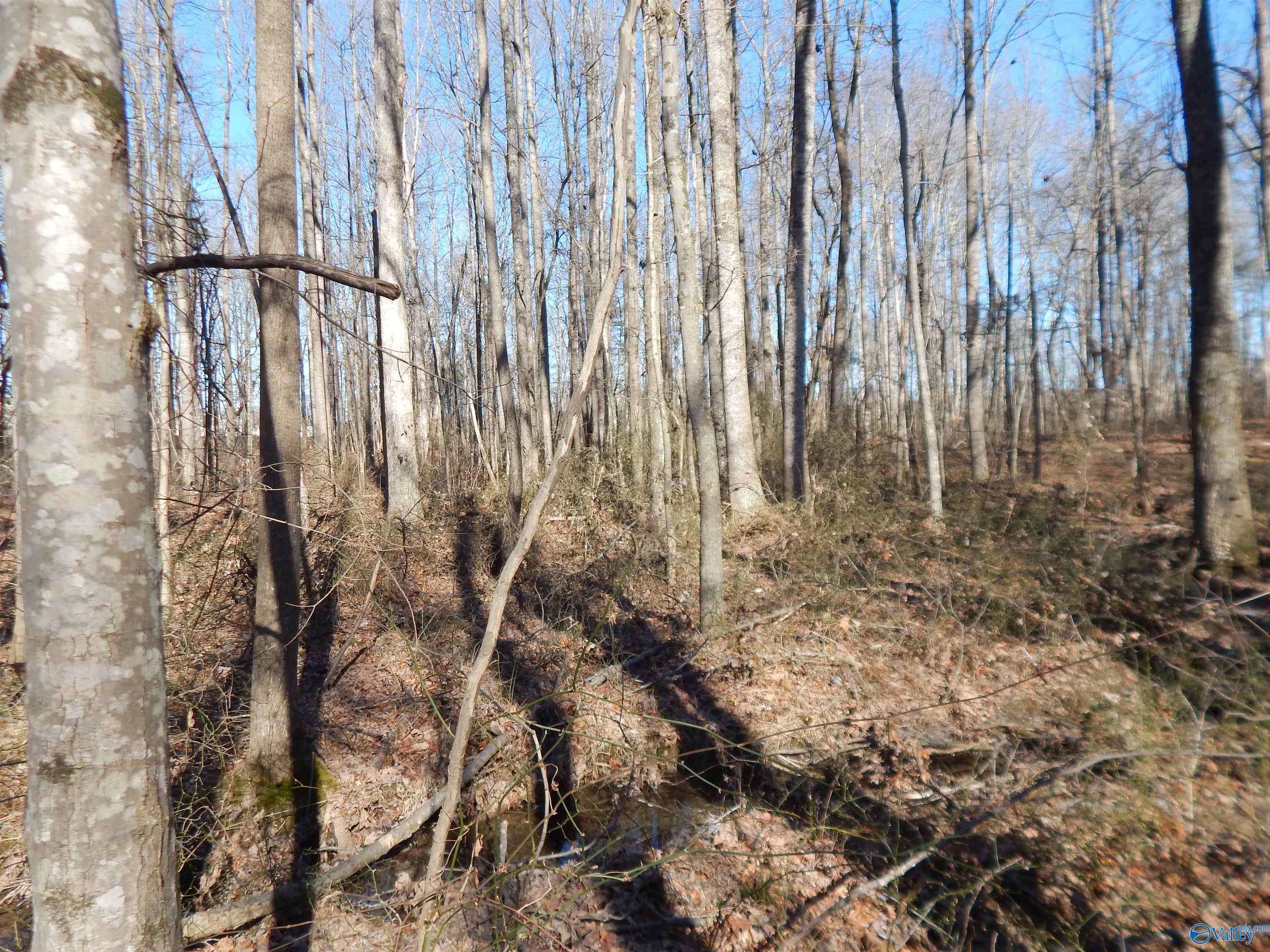 4 Acres Horizon Street, Sylvania, Alabama image 38