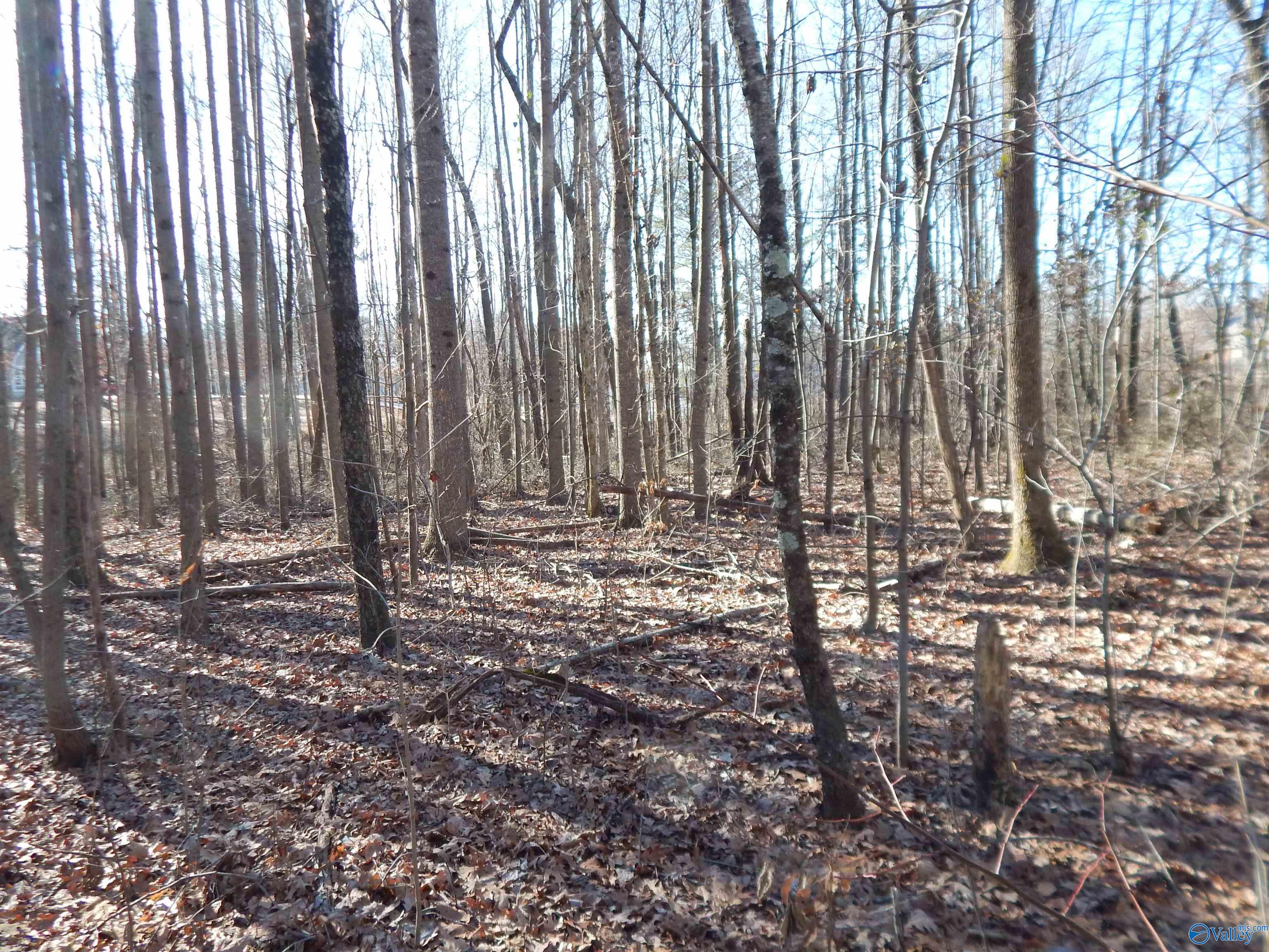 4 Acres Horizon Street, Sylvania, Alabama image 29