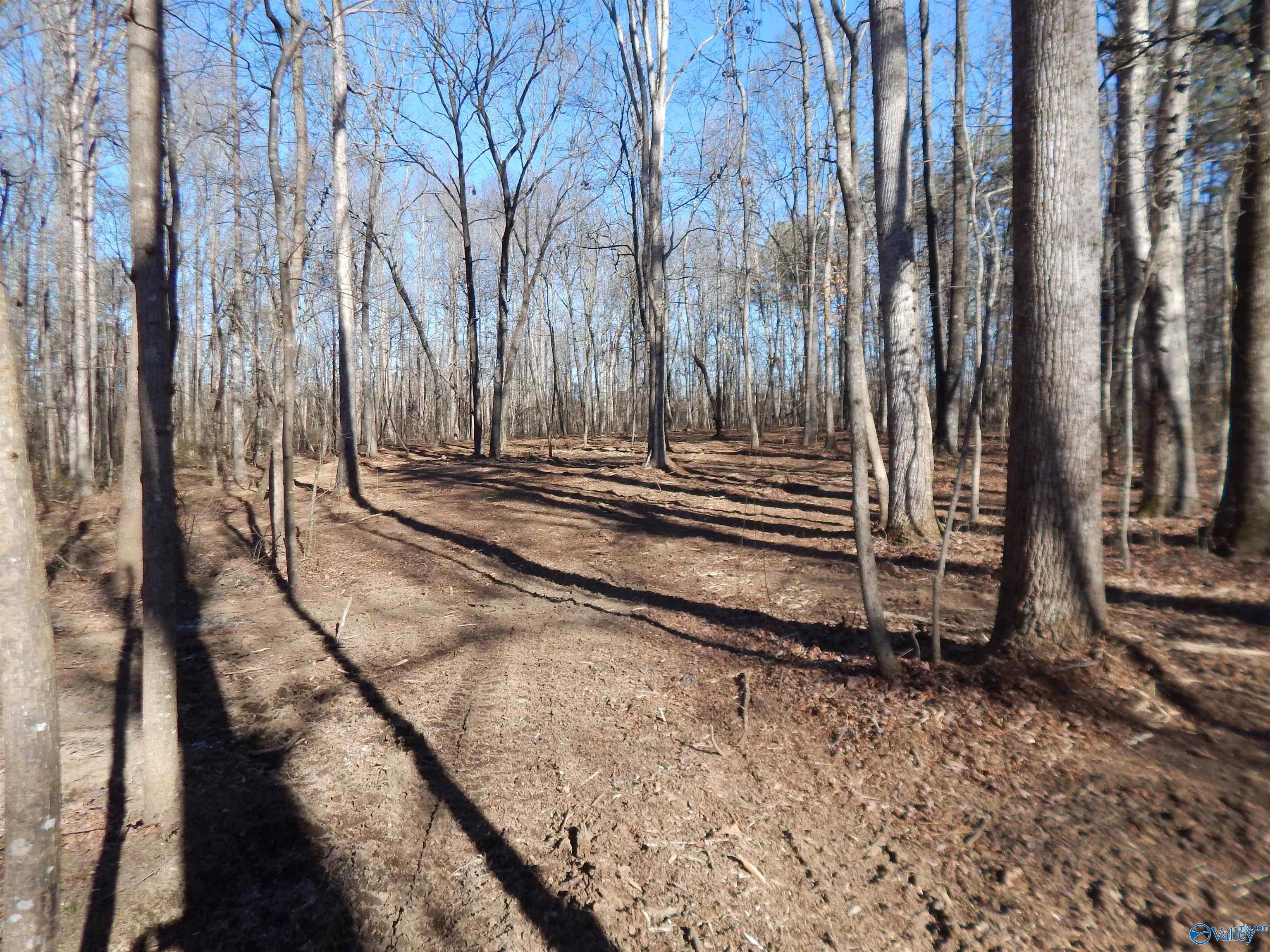 4 Acres Horizon Street, Sylvania, Alabama image 7