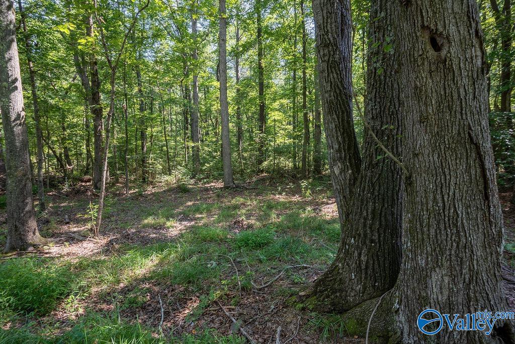 Flat Rock, Alabama 35966, United States, ,Land,Active,171414