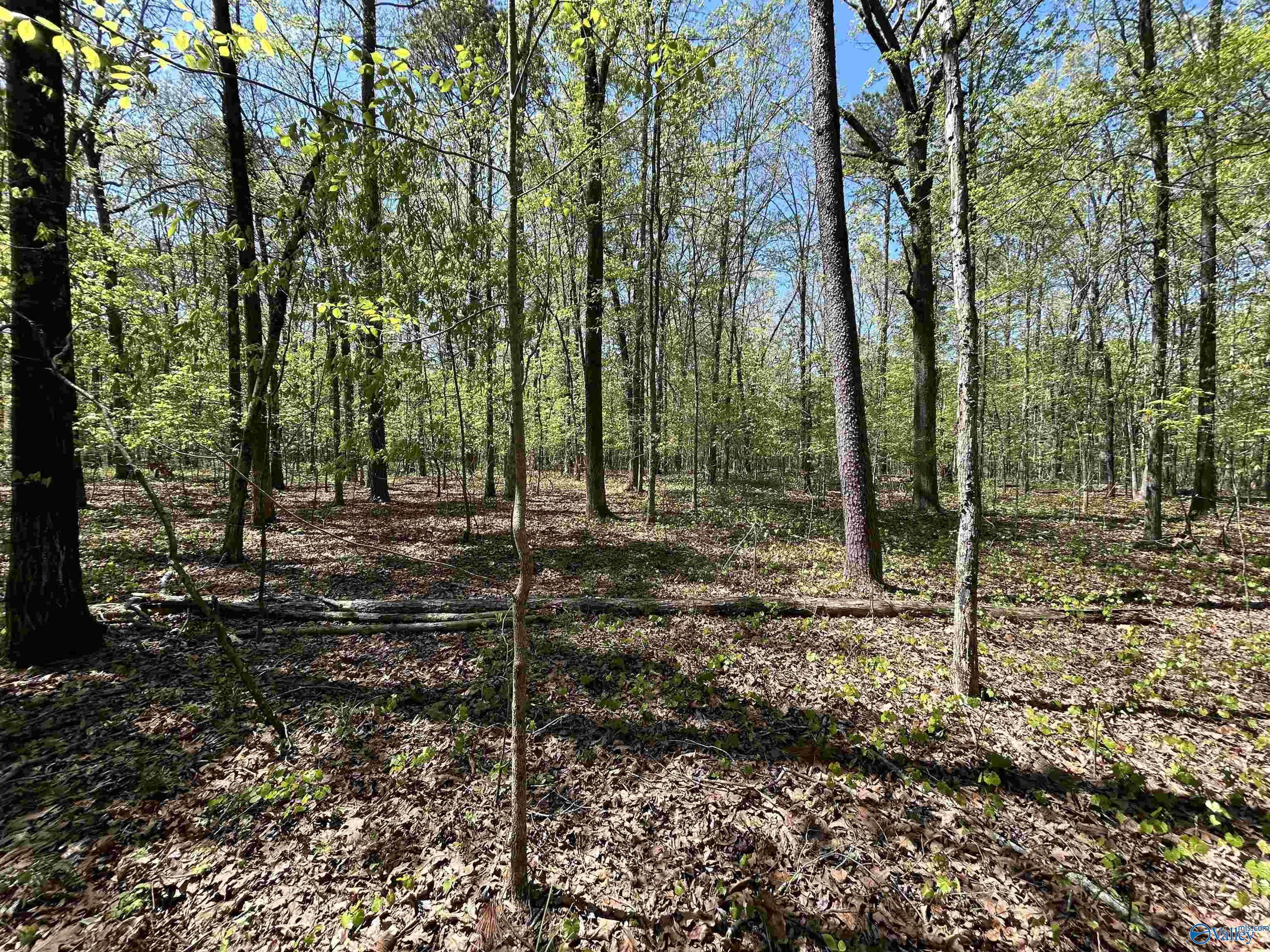 1429 County Road 131, Cedar Bluff, Alabama image 31